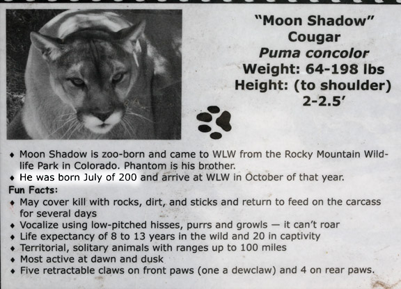 1800 year old puma!
