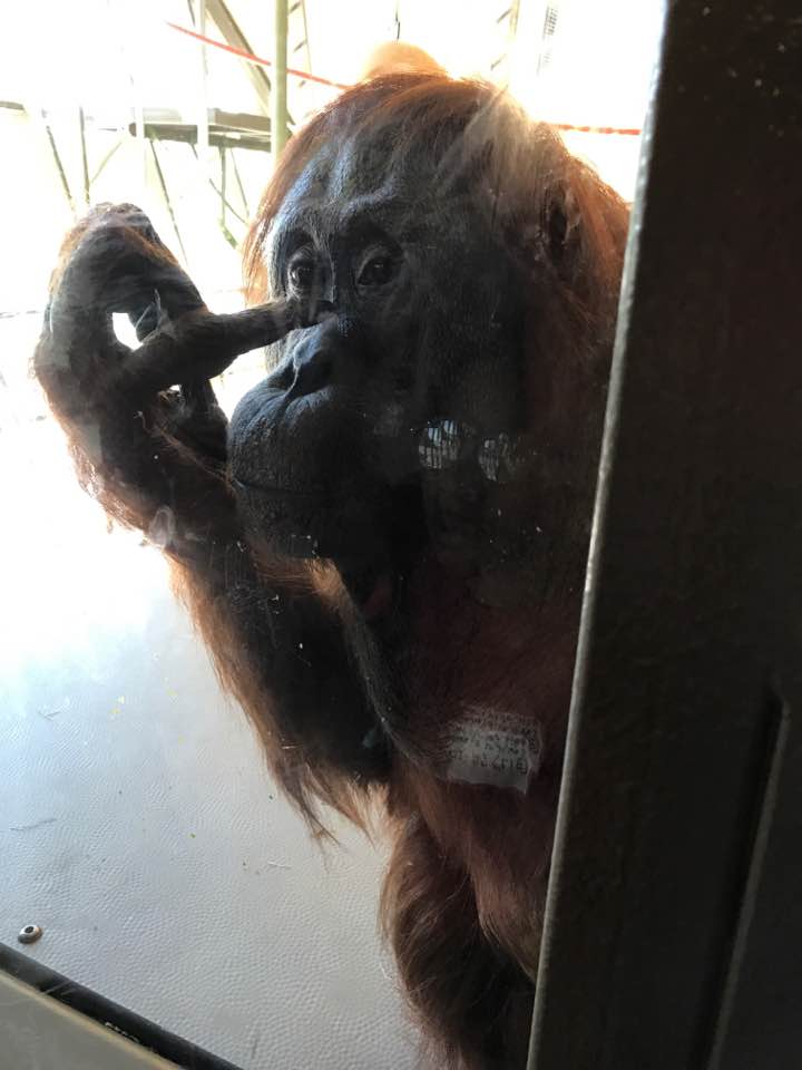 18581500_10213305711098898_1656631862106848433_n