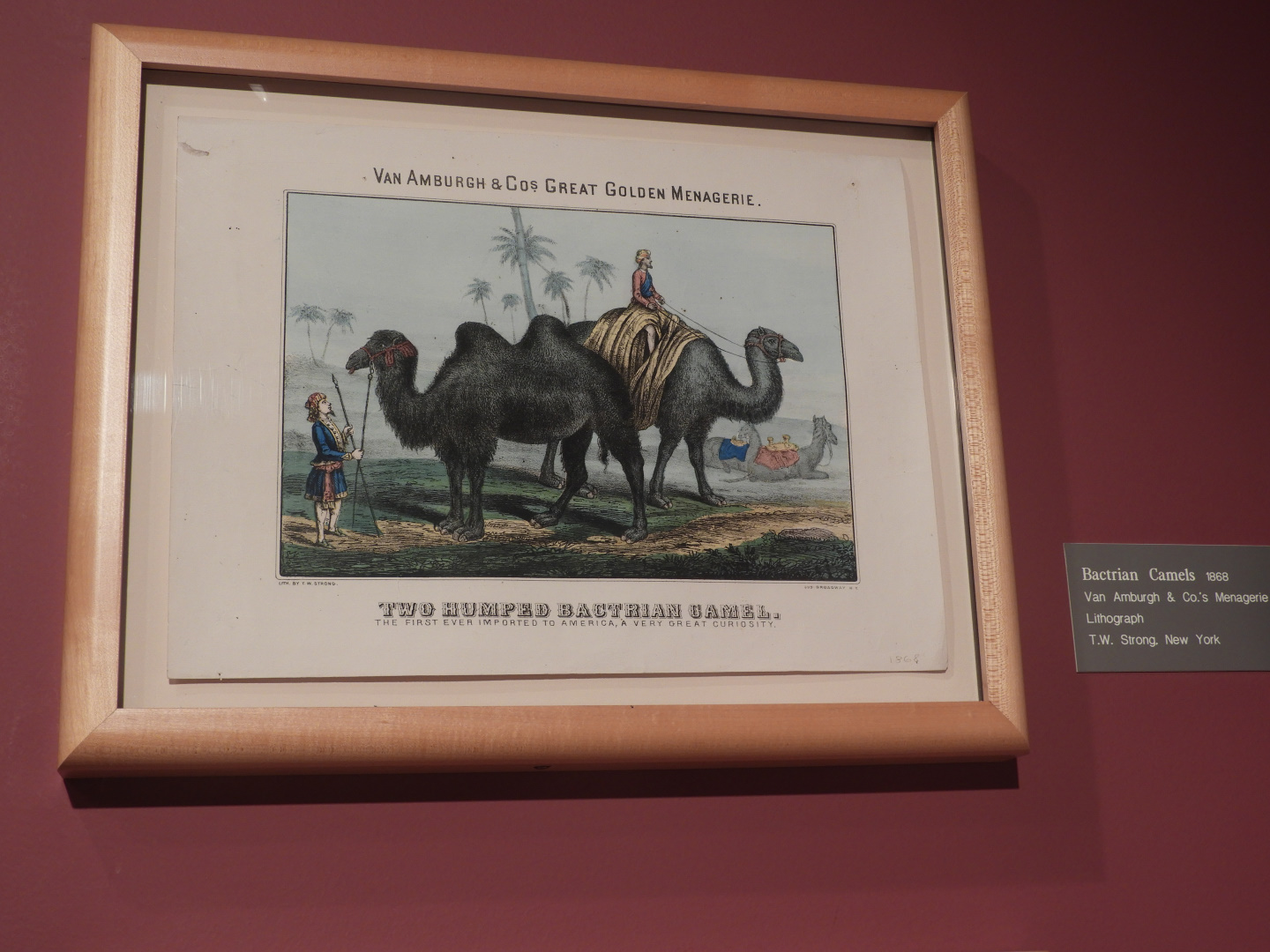 1868 Van Amburgh and Co.'s Great Golden Menagerie Bactrian Camel Poster - Circus World Museum