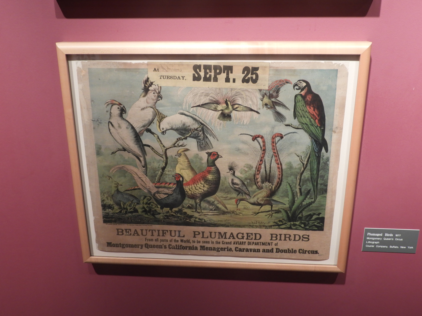 1877 Montgomery Queens Circus Aviary Tent Poster - Circus World Museum