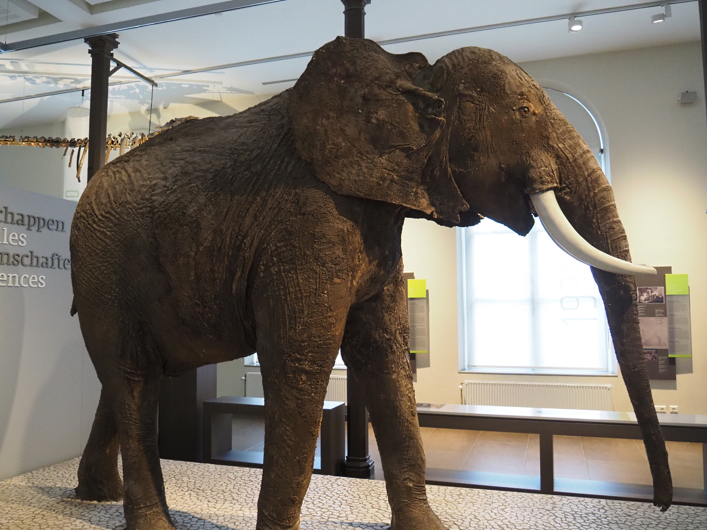 1880 African bush elephant (Loxodonta africana) specimen from the Brussels Zoo, 2019-12-03