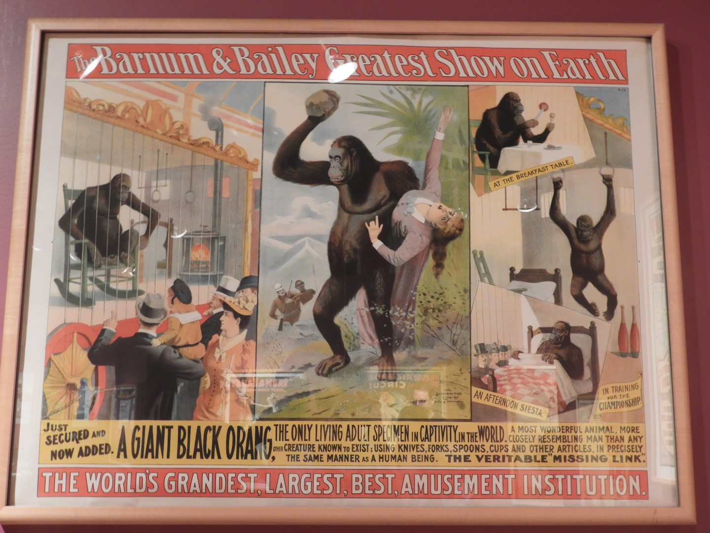 1893 Barnum & Bailey Circus 'Great Black Orang" (?) Poster - Circus World Museum