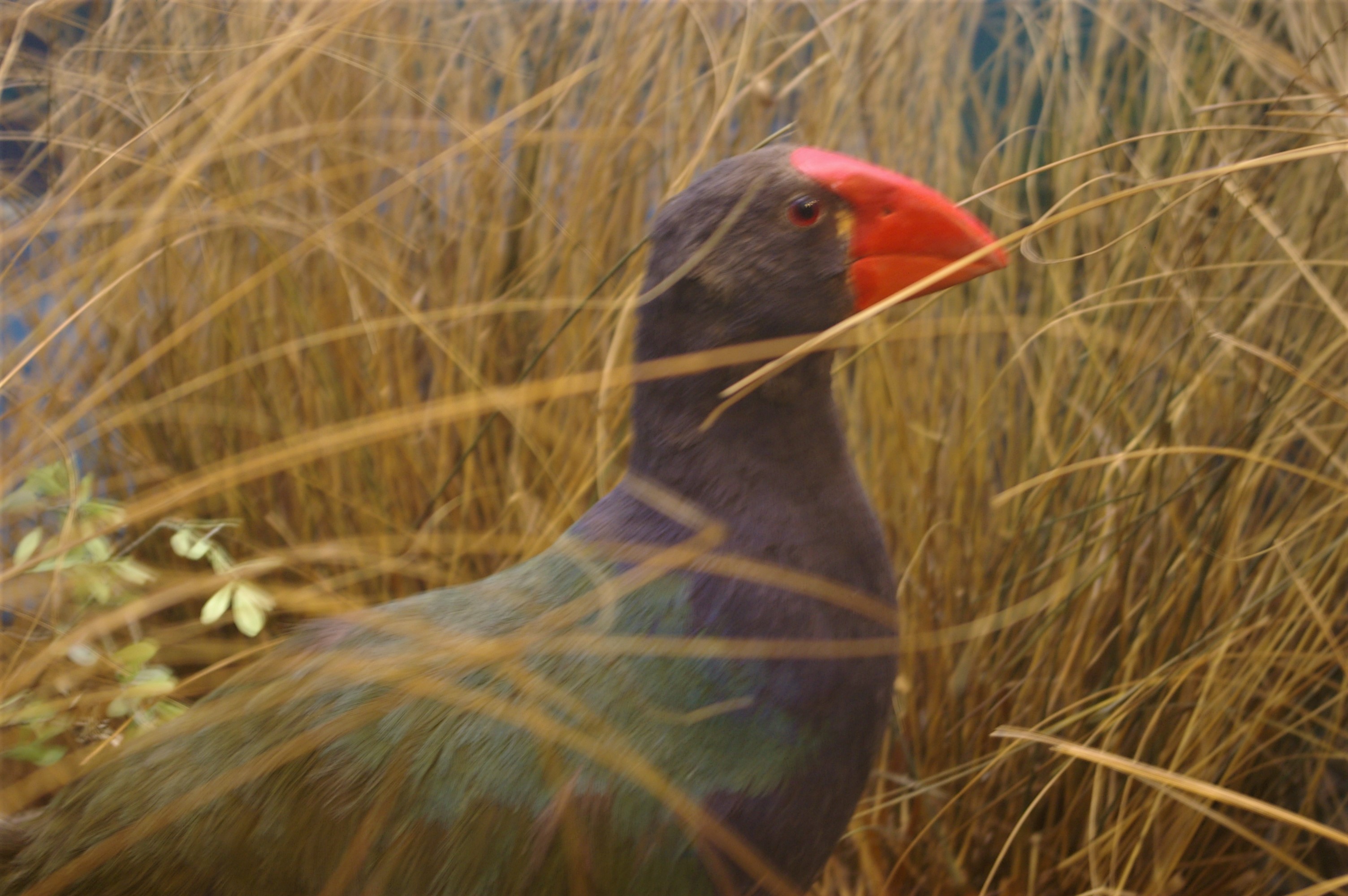 1898 Takahe at the Otago Museum