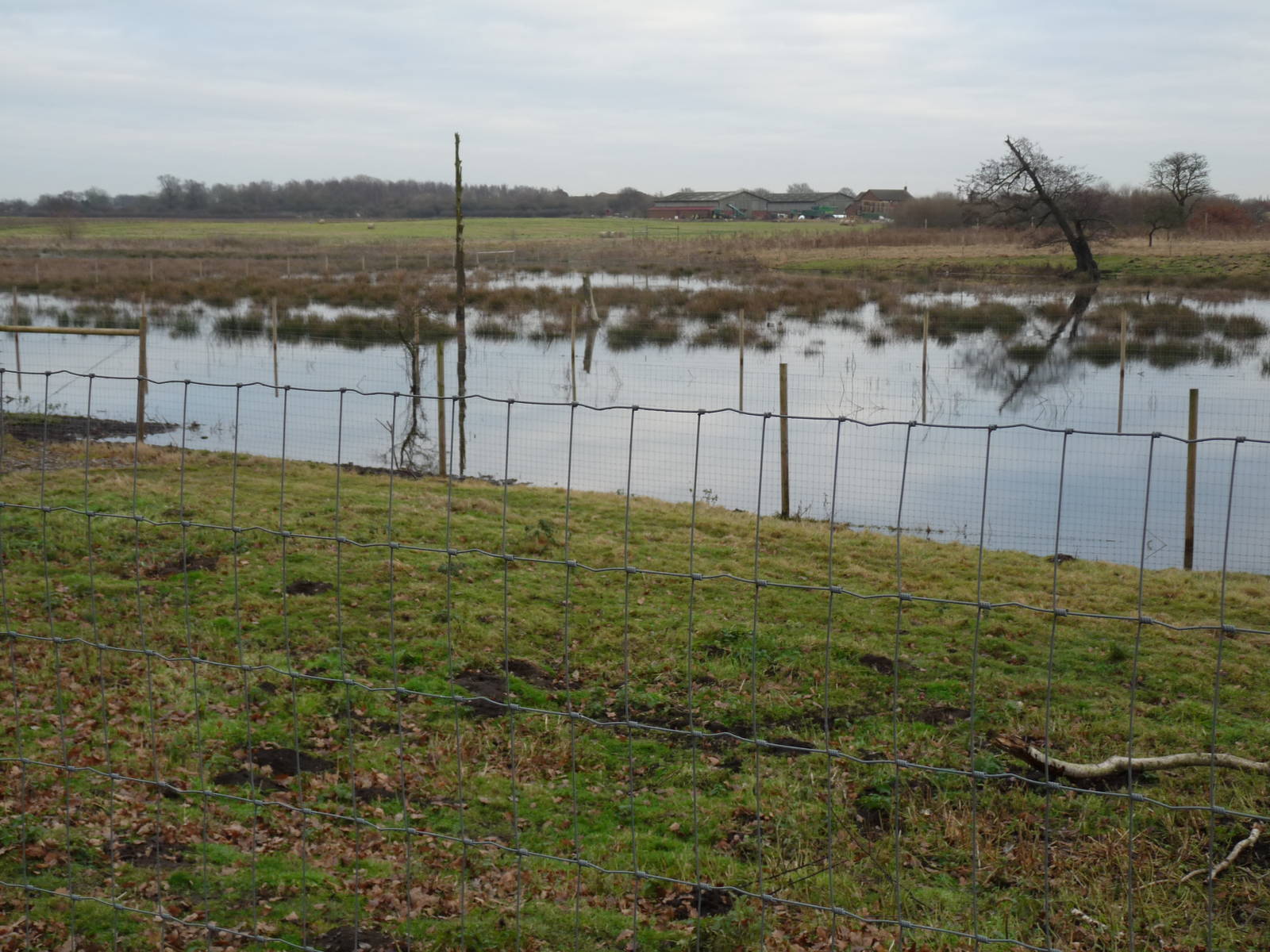 19/12/12 overly-wet marshland