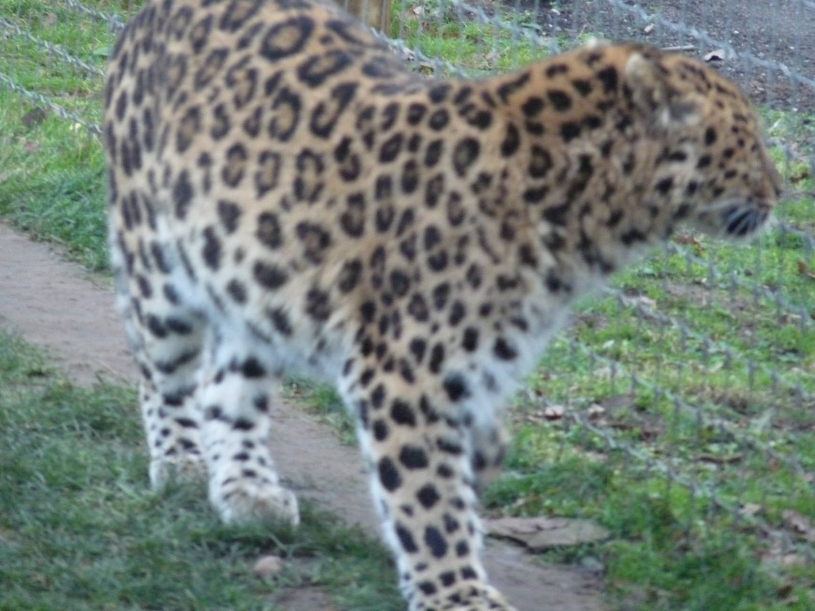 19/12/12 prowling leopard