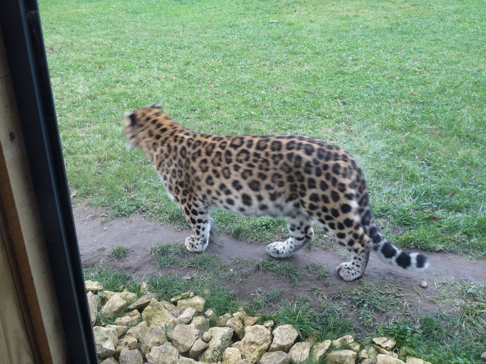 19/12/12 prowling leopard