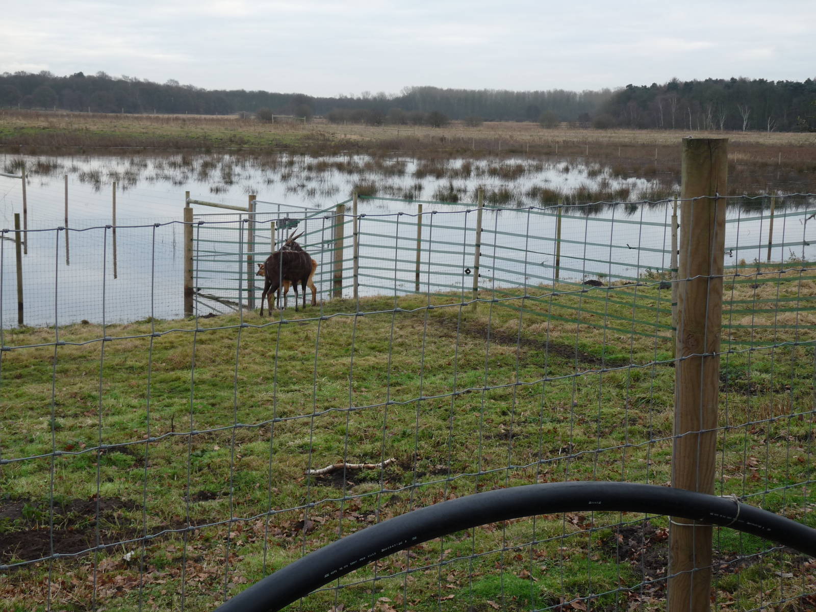 19/12/12 sitatunga enclosure