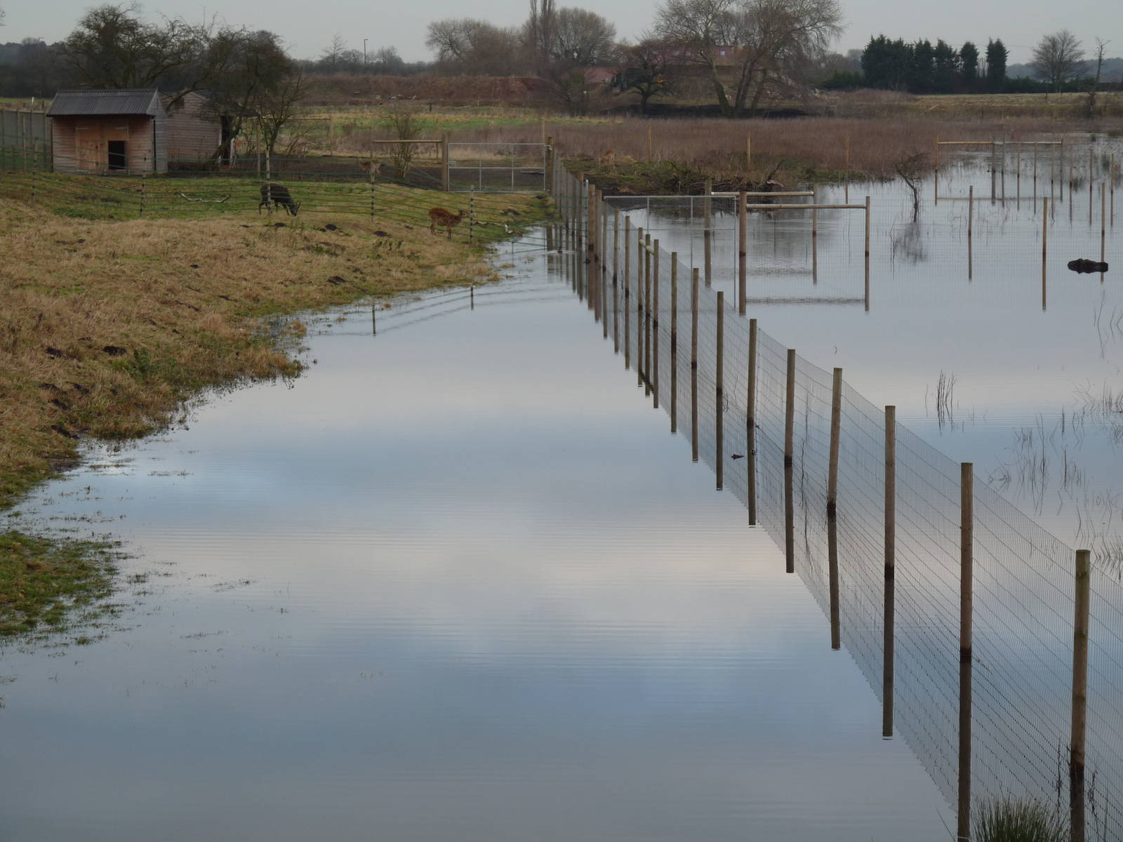 19/12/12 sitatungas temporarily moved?