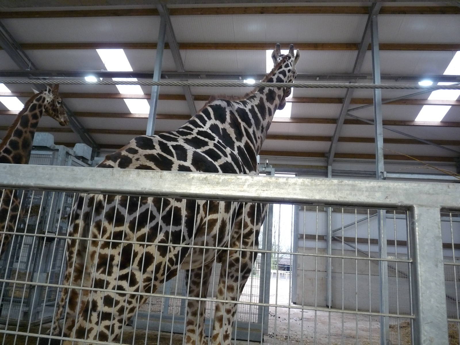 19/12/12 the giraffe house