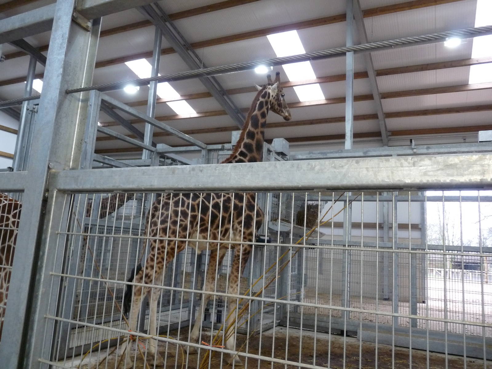 19/12/12 the giraffe house