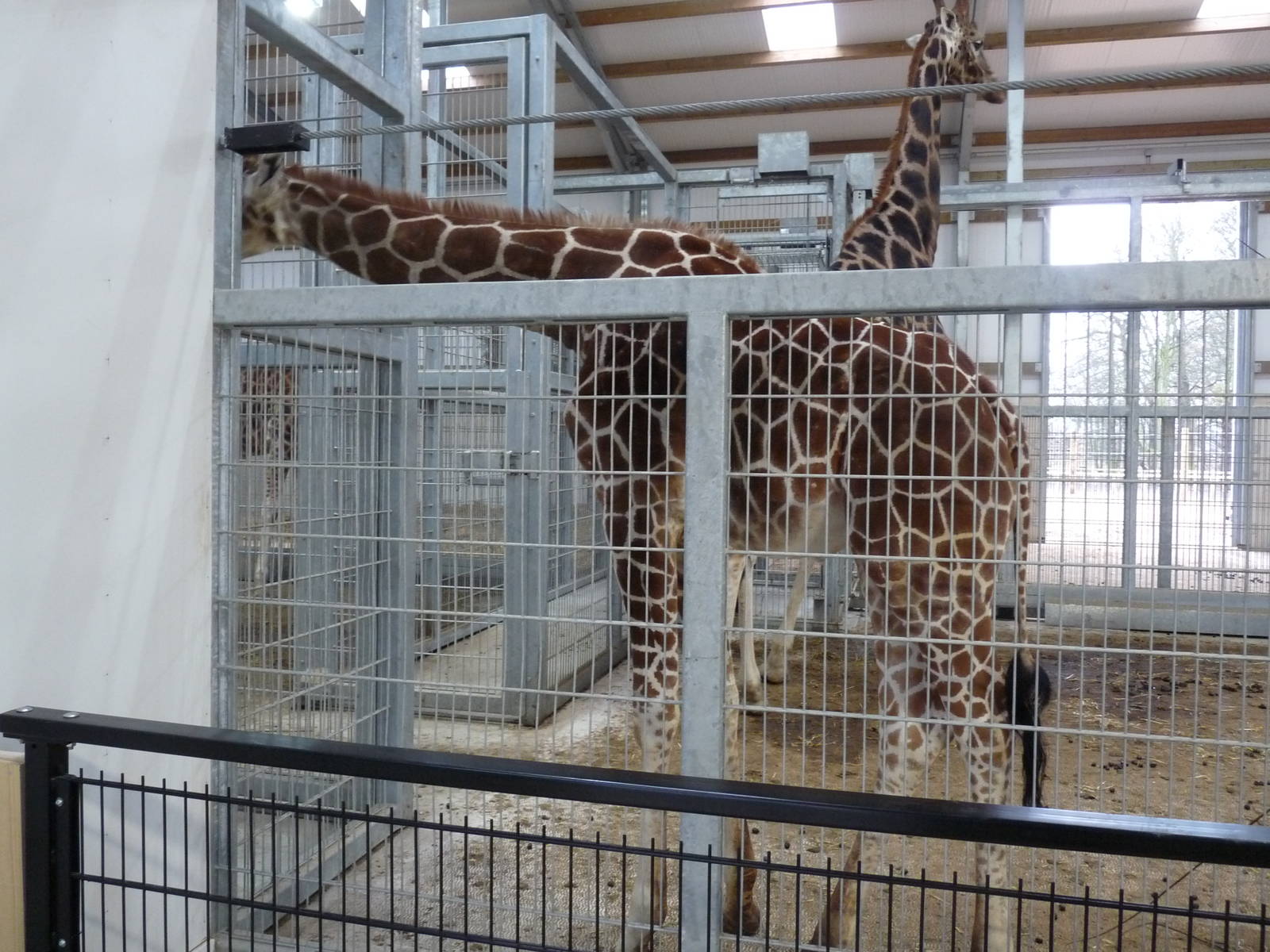 19/12/12 the giraffe house