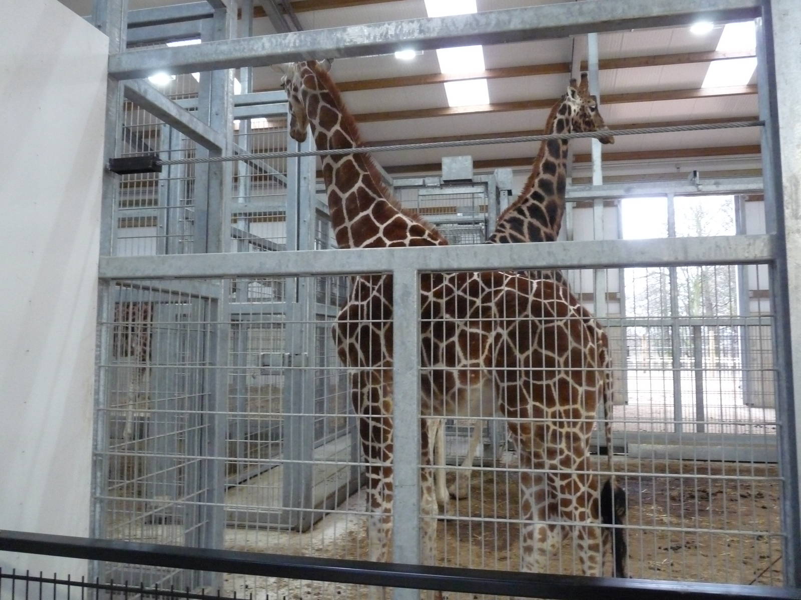 19/12/12 the giraffe house