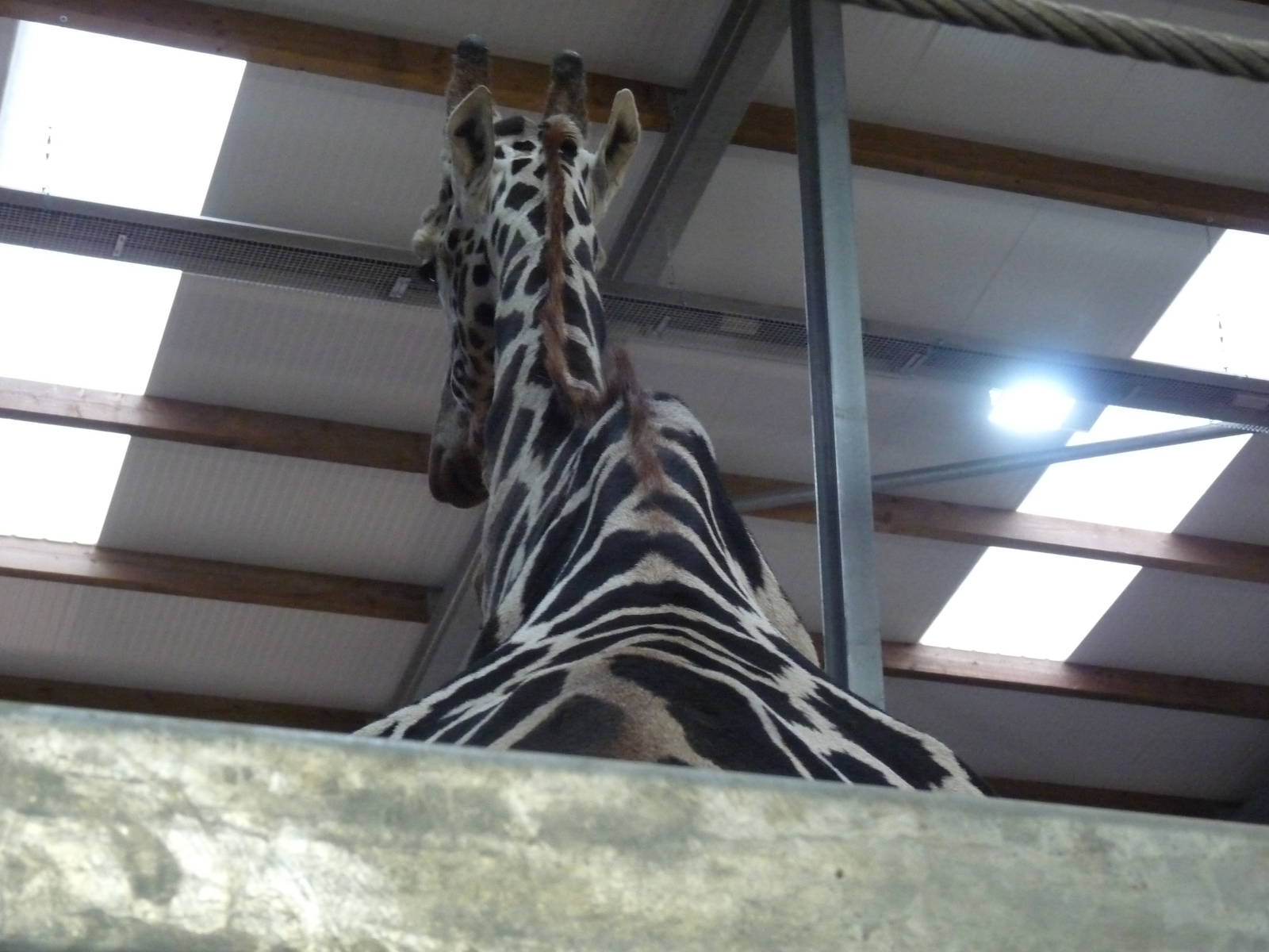 19/12/12 the giraffe house