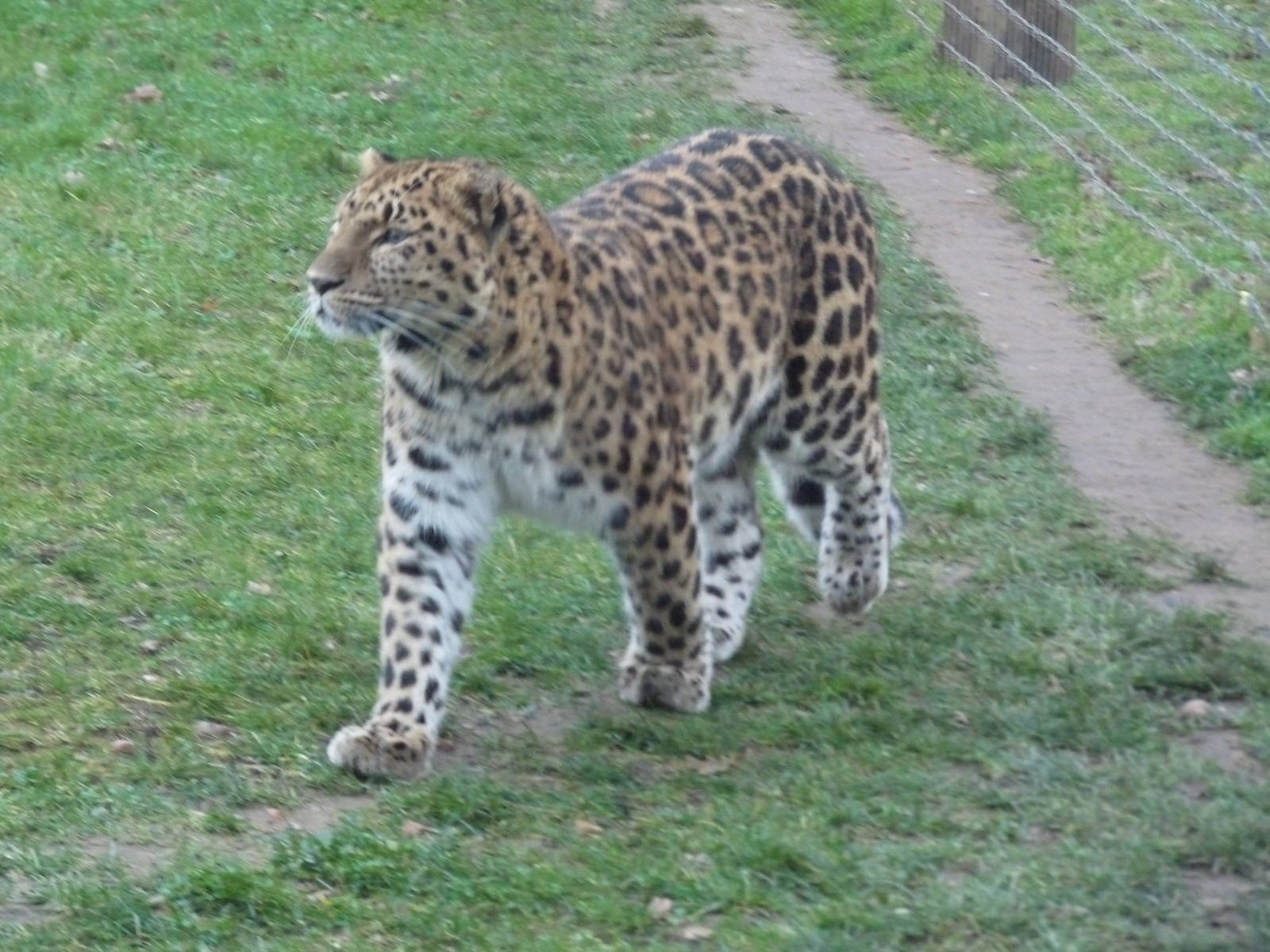 19/12/ prowling leopard