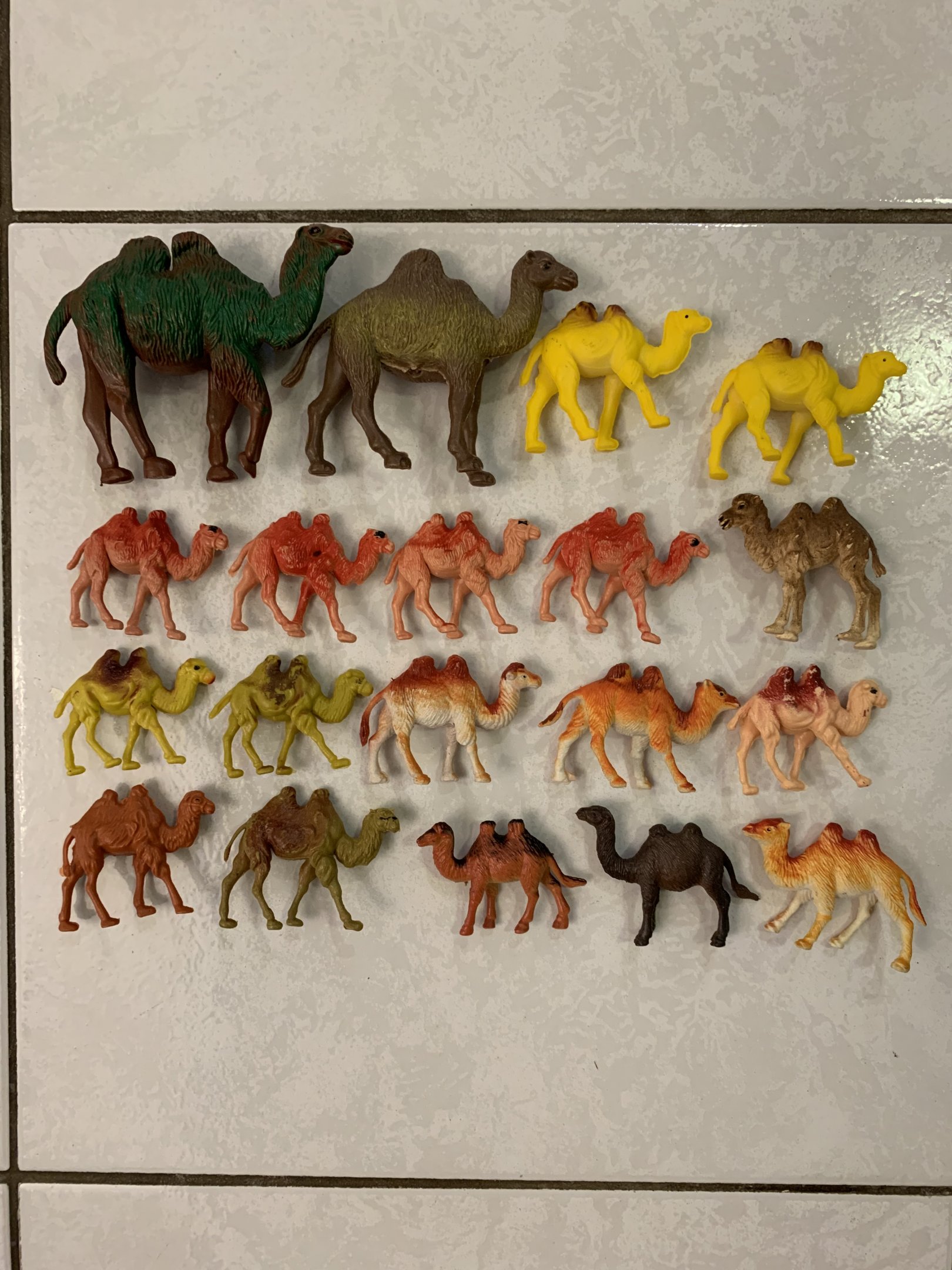 19 Camels