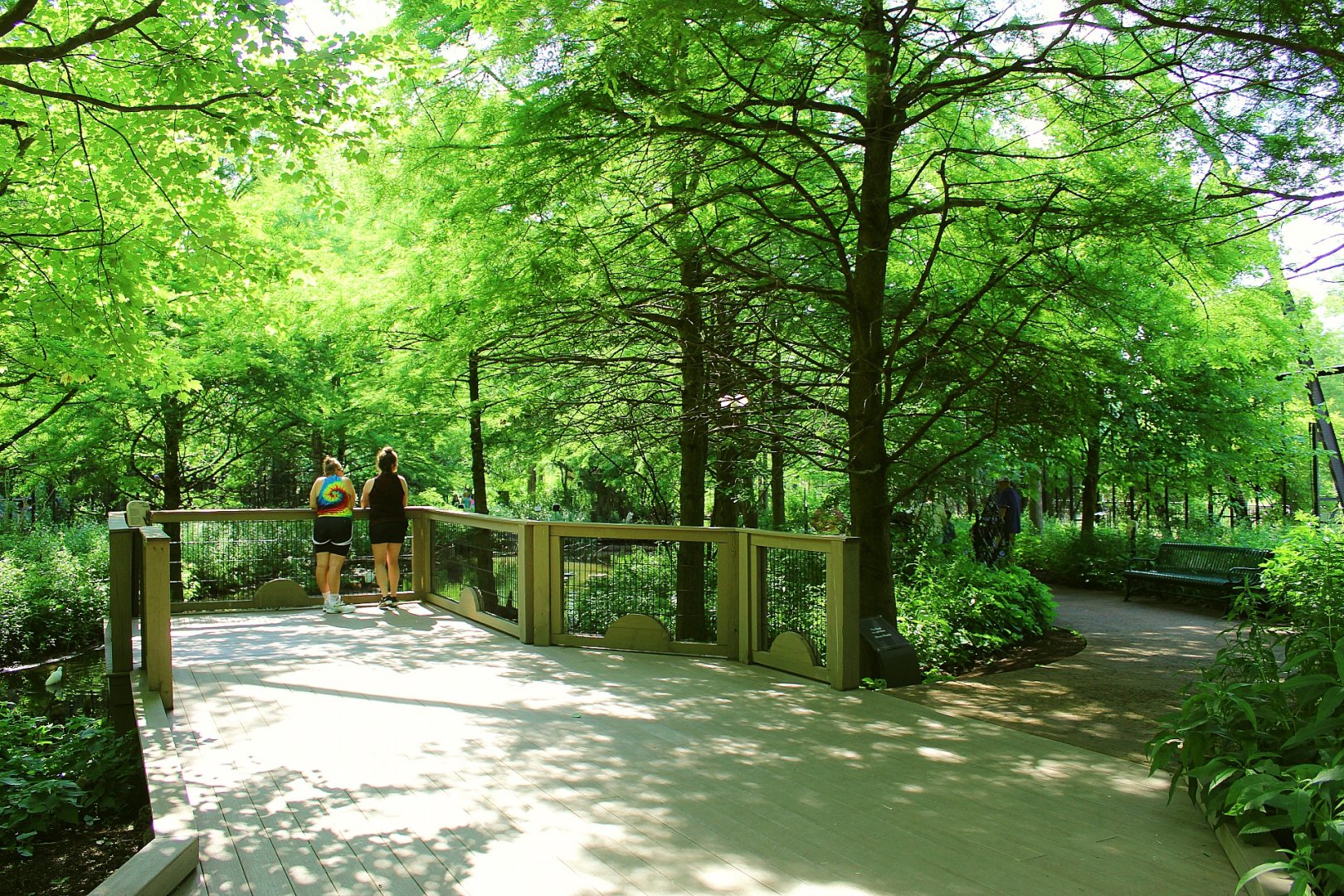1904 Cypress Swamp Flight Cage