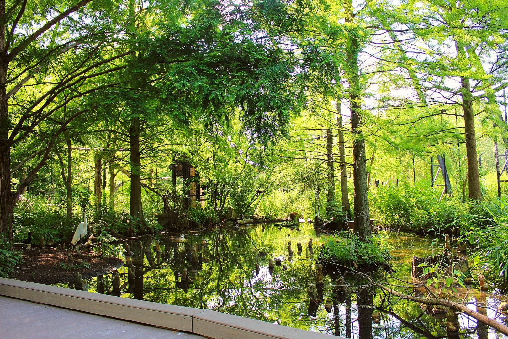 1904 Cypress Swamp Flight Cage