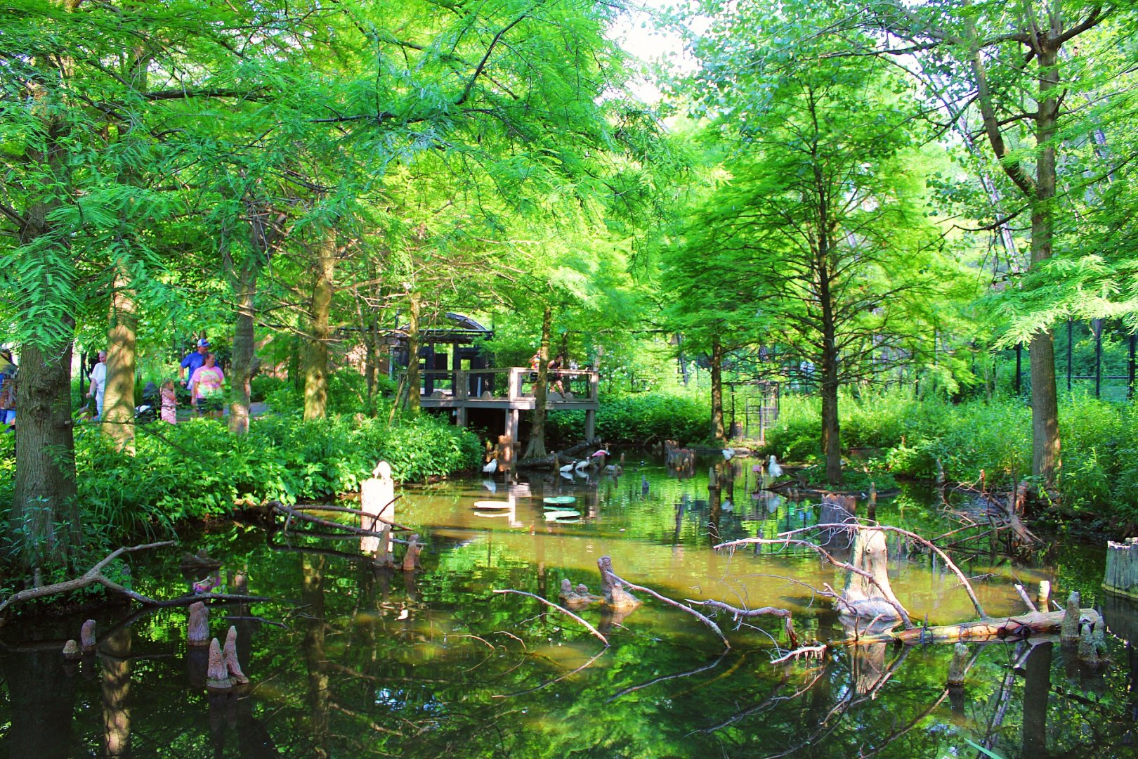 1904 Cypress Swamp Flight Cage