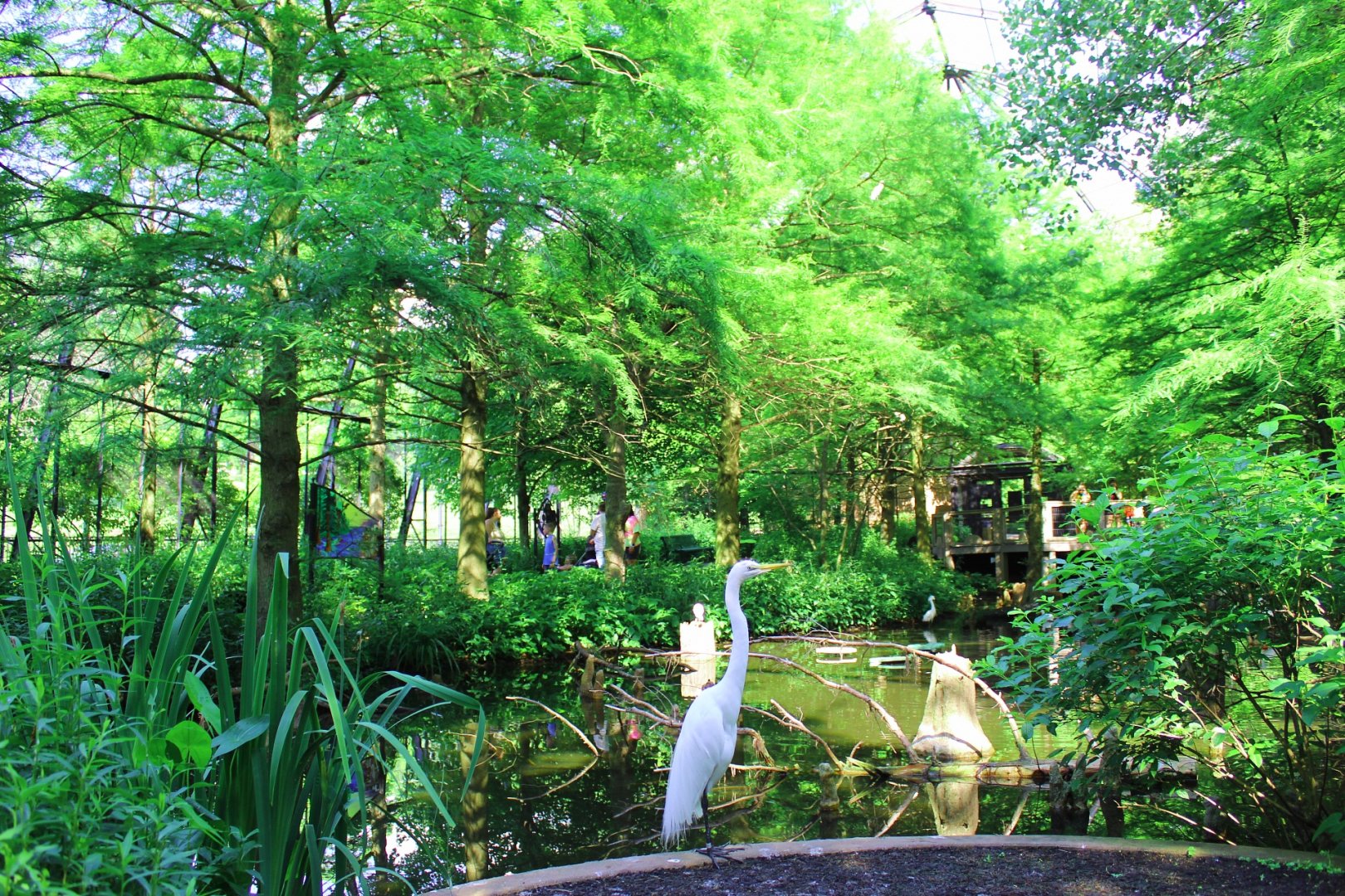 1904 Cypress Swamp Flight Cage