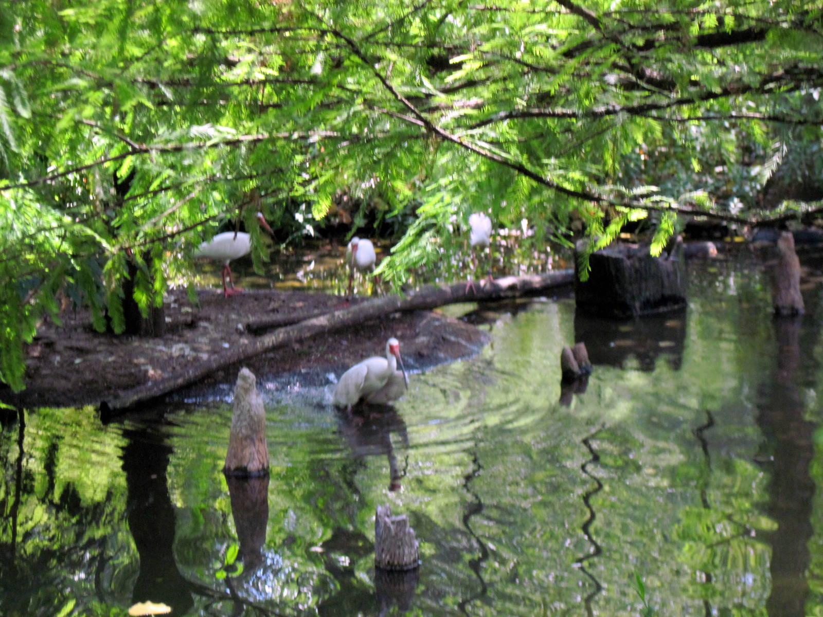 1904 Flight Cage-African Spoonbill