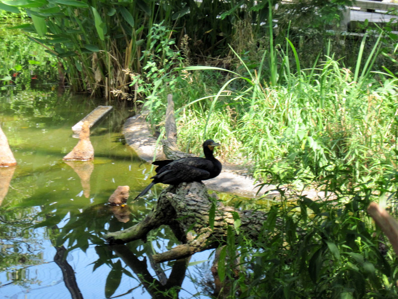 1904 Flight Cage-Double-crested Cormorant
