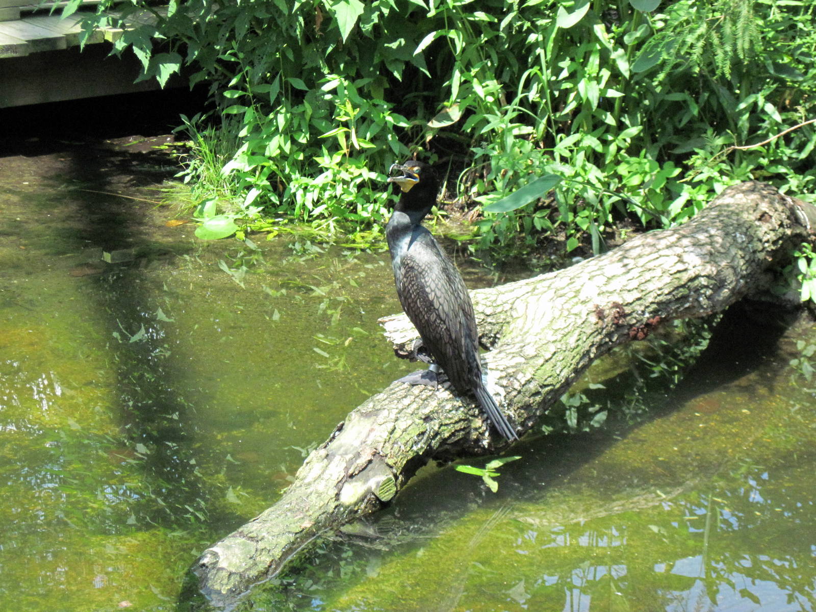 1904 Flight Cage-Double-crested Cormorant
