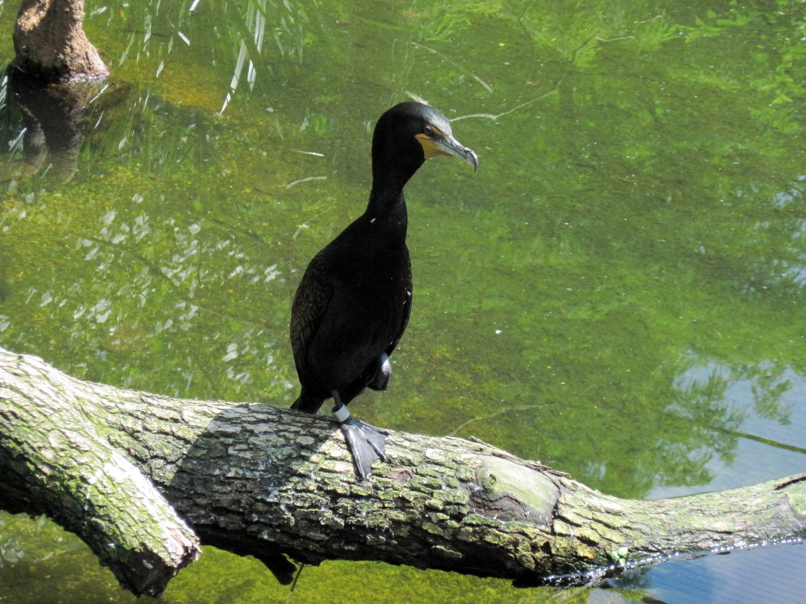 1904 Flight Cage-Double-crested Cormorant
