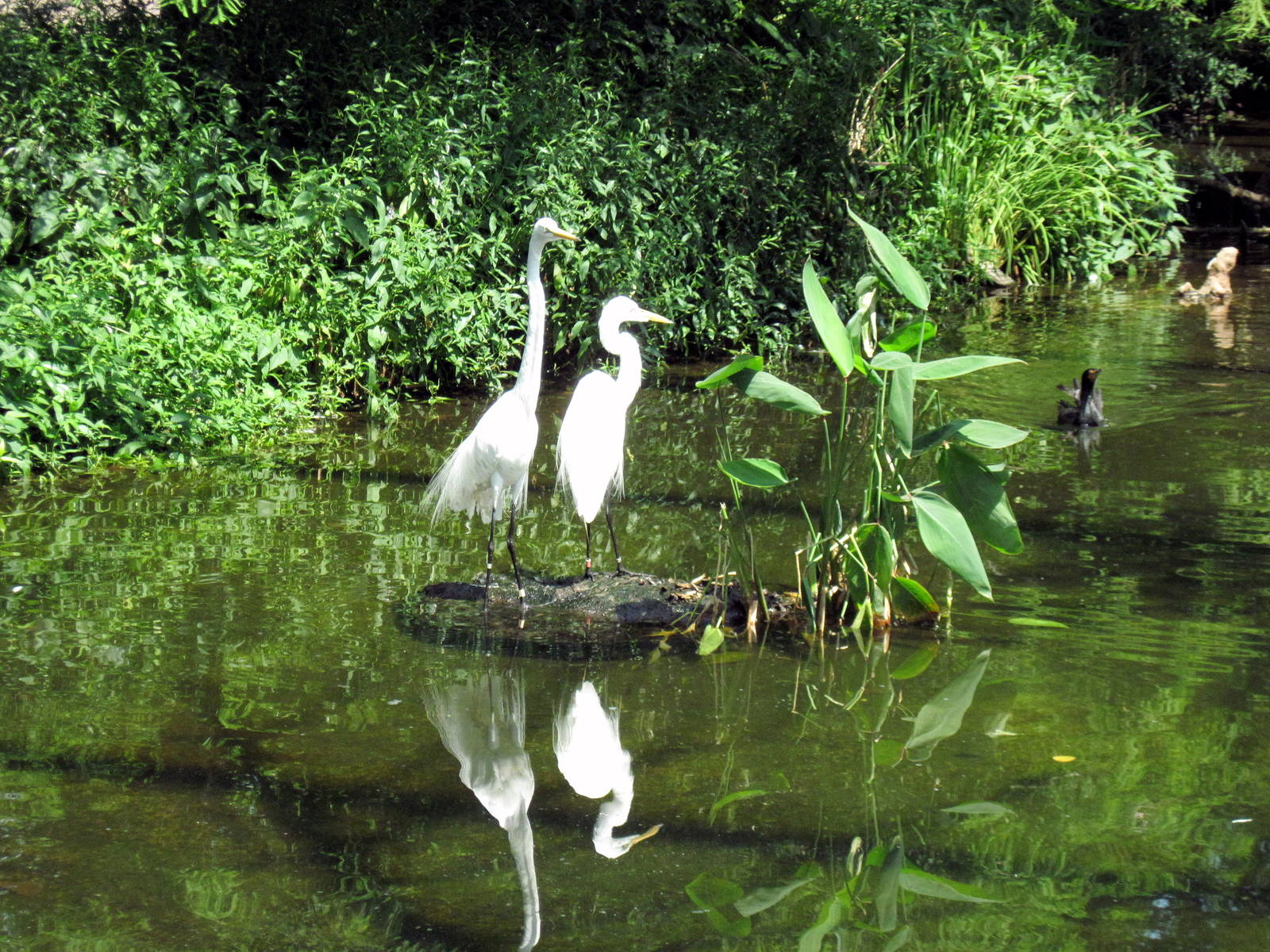 1904 Flight Cage-Great Egrets