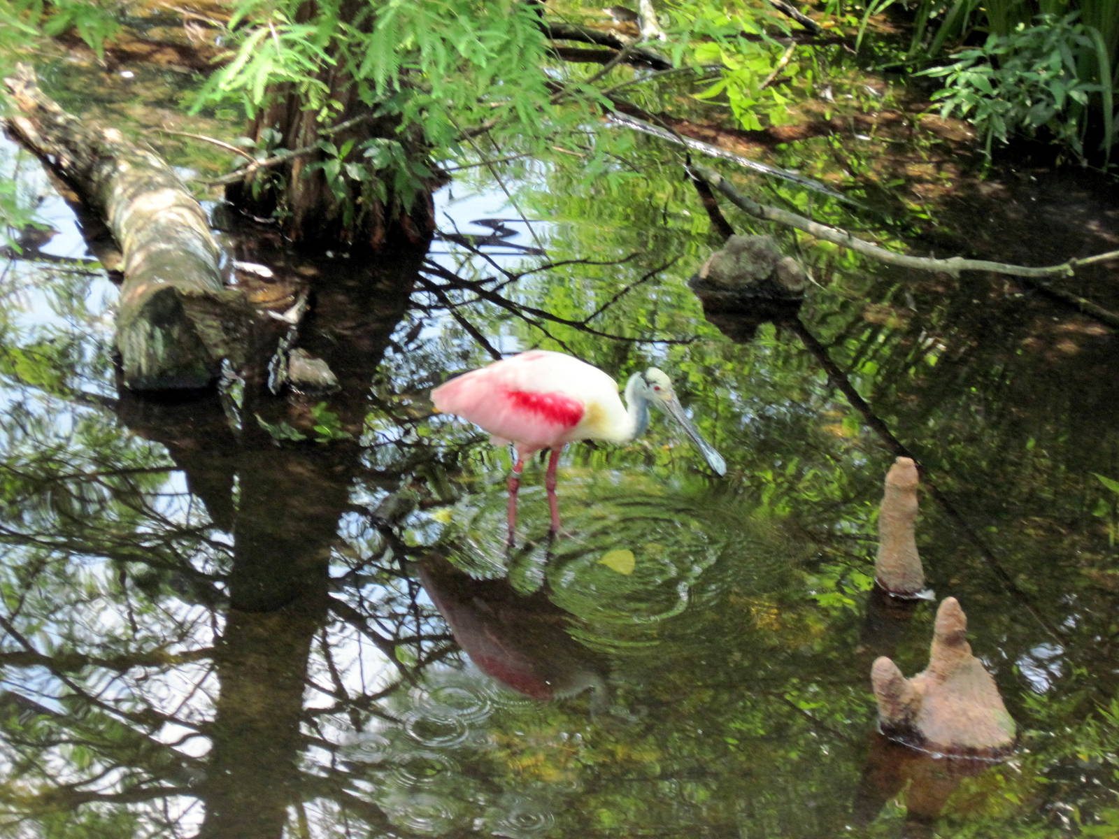 1904 Flight Cage-Roseatte Spoonbill