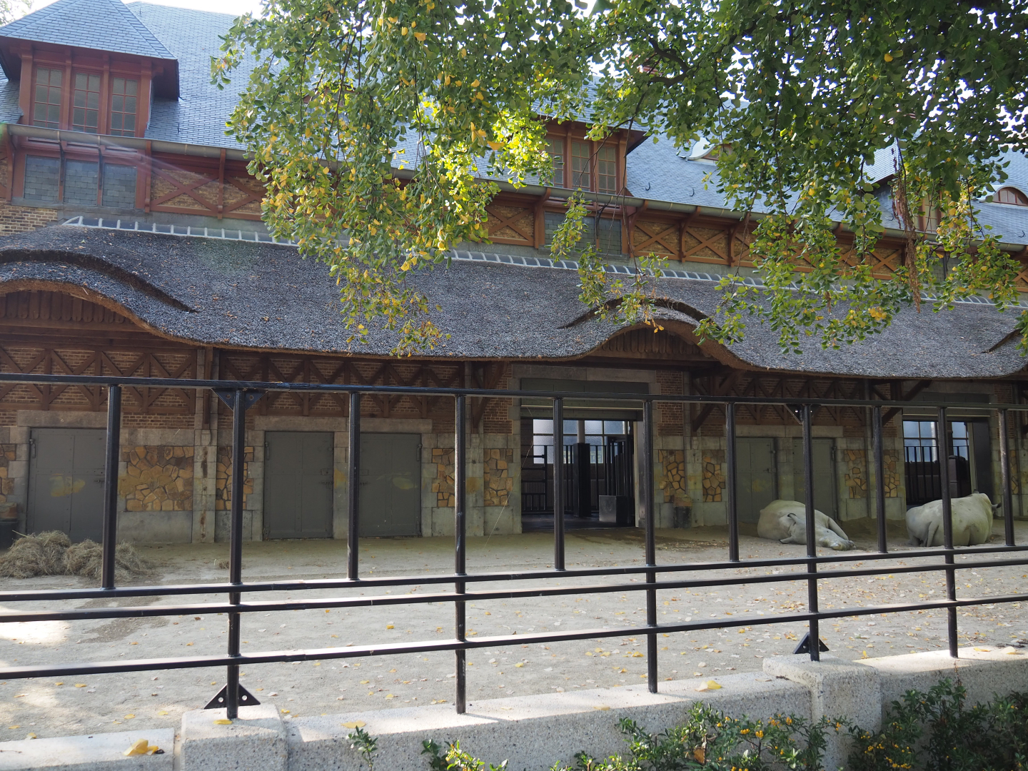 1908-1909 bovine house and part of the Southern white rhinoceros paddock, 2020-09-20