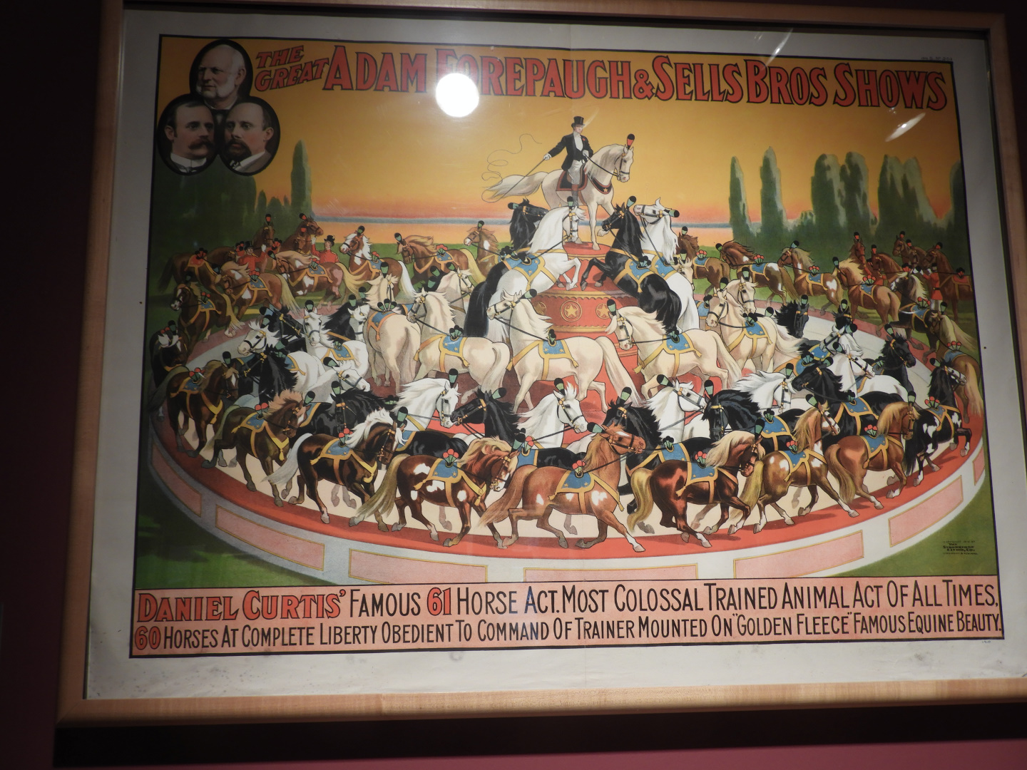 1910 Adan Forepaugh & Sells Bros. Circus Liberty Horse Act Poster - Circus World Museum