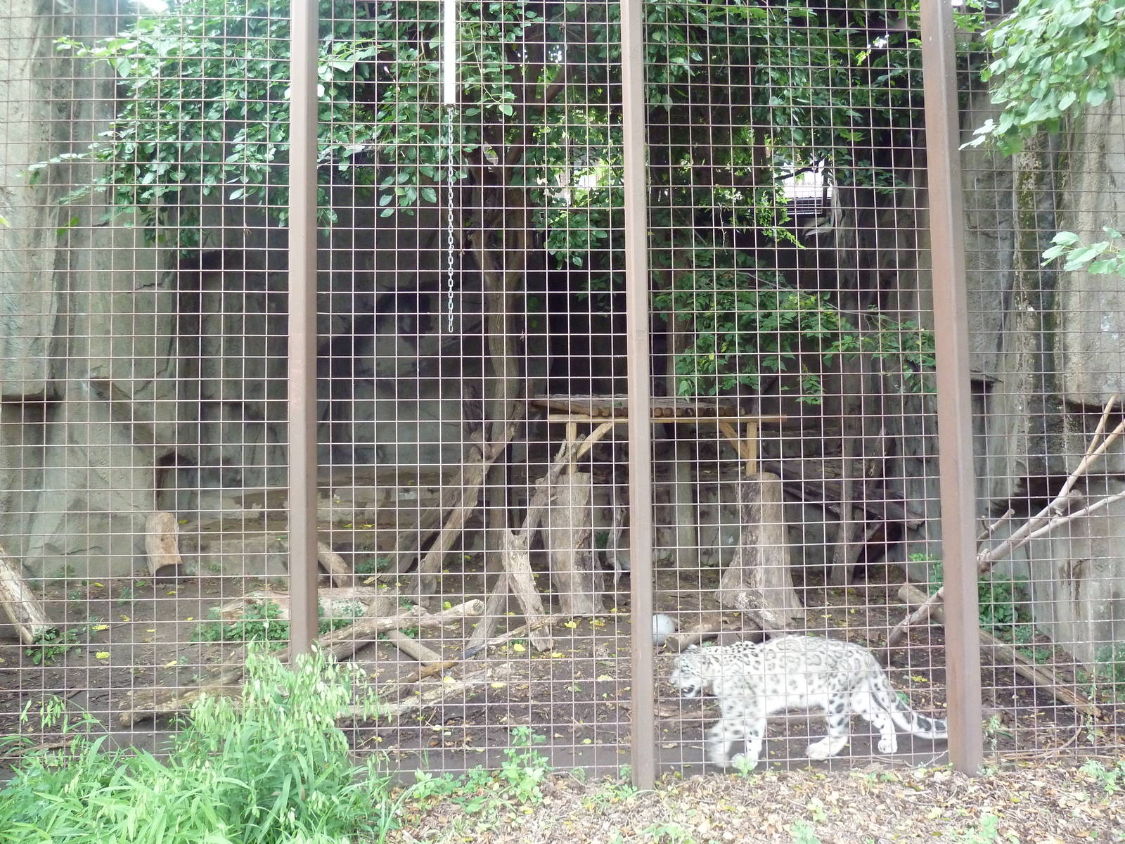1914 Koetthoefer Animal Building - Snow Leopard Outdoor Exhibit
