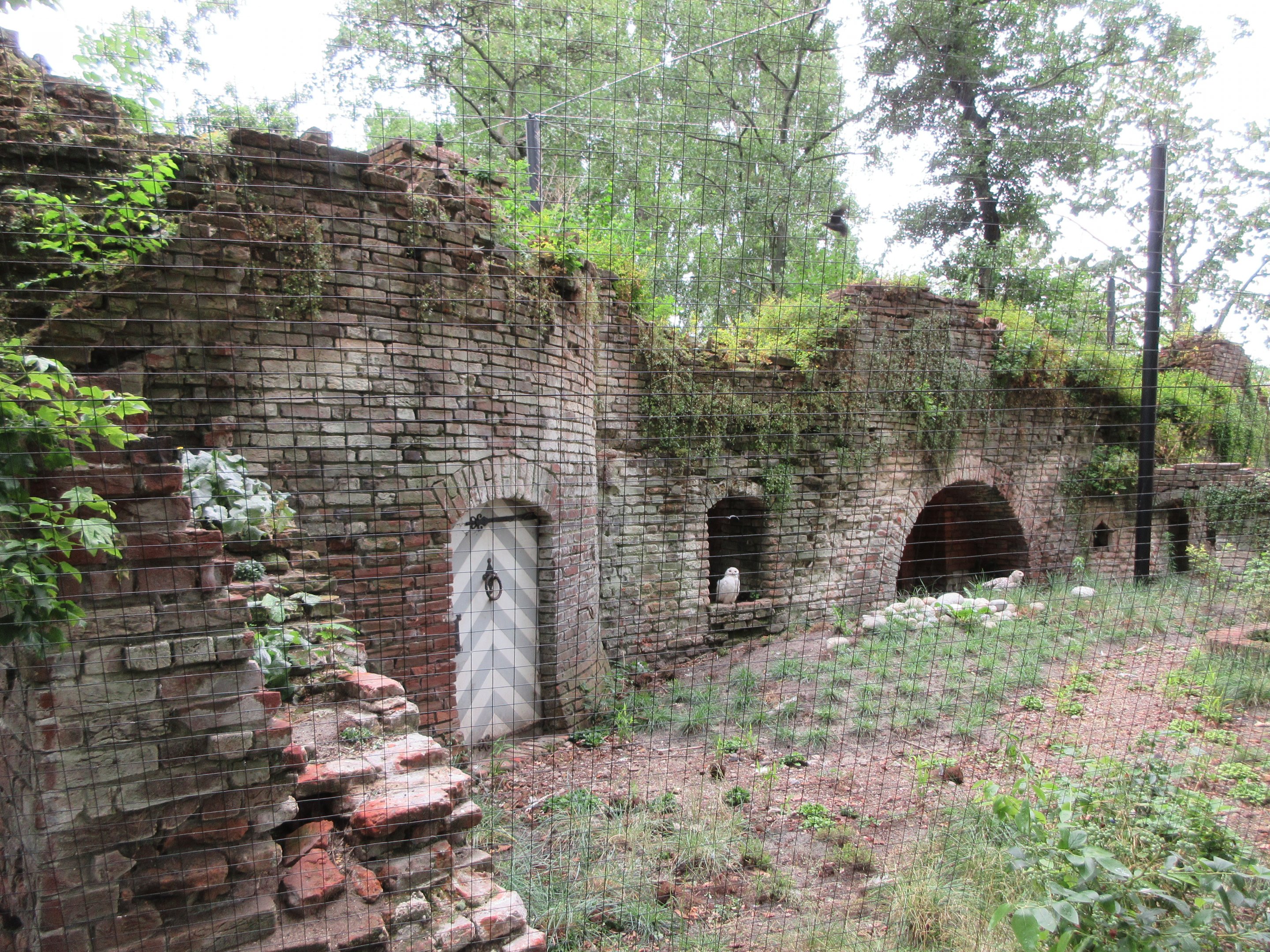 1922 'Ruins' - Snowy Owls + Red-Crowned Cranes