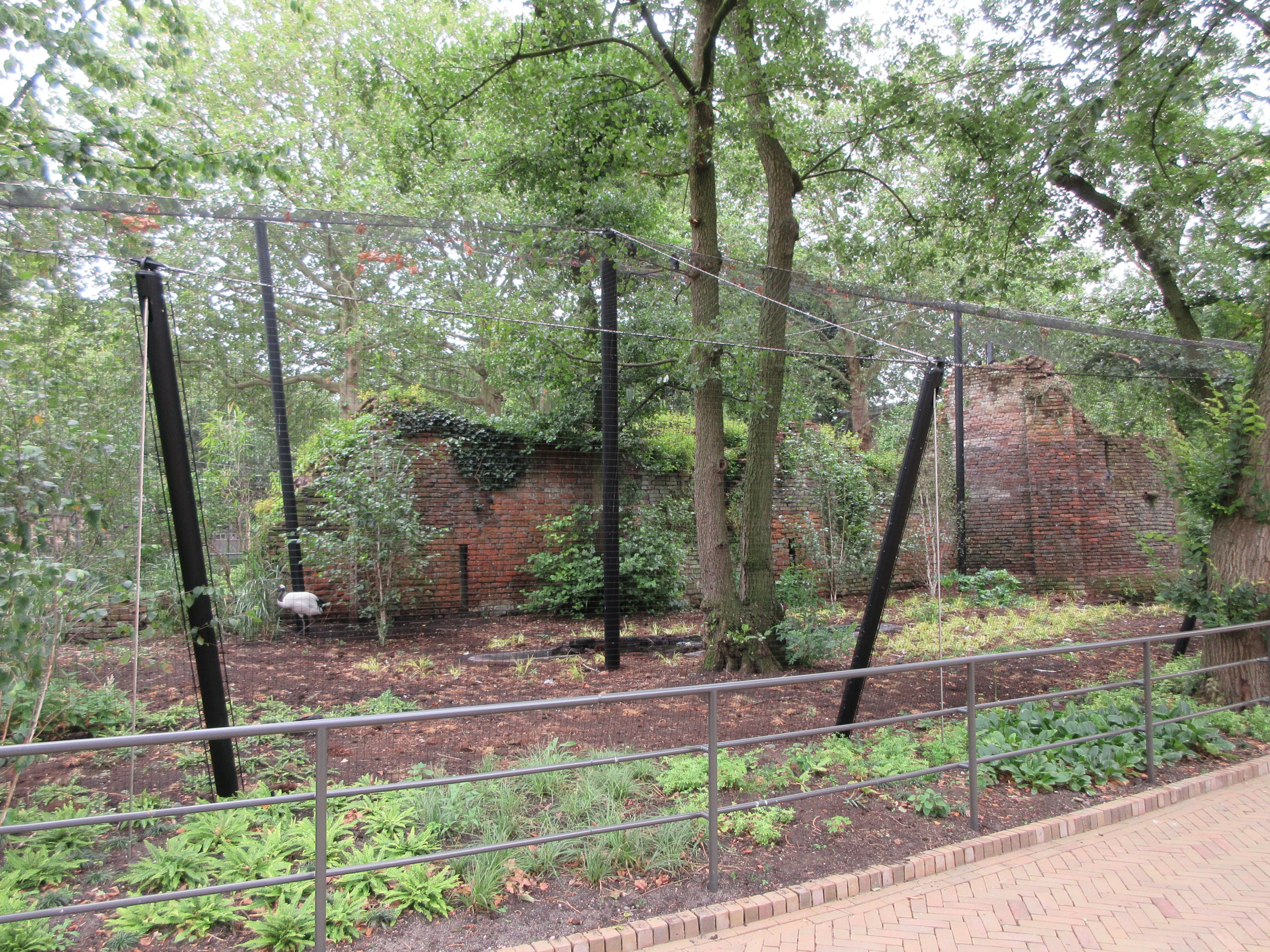 1922 'Ruins' - Snowy Owls + Red-Crowned Cranes