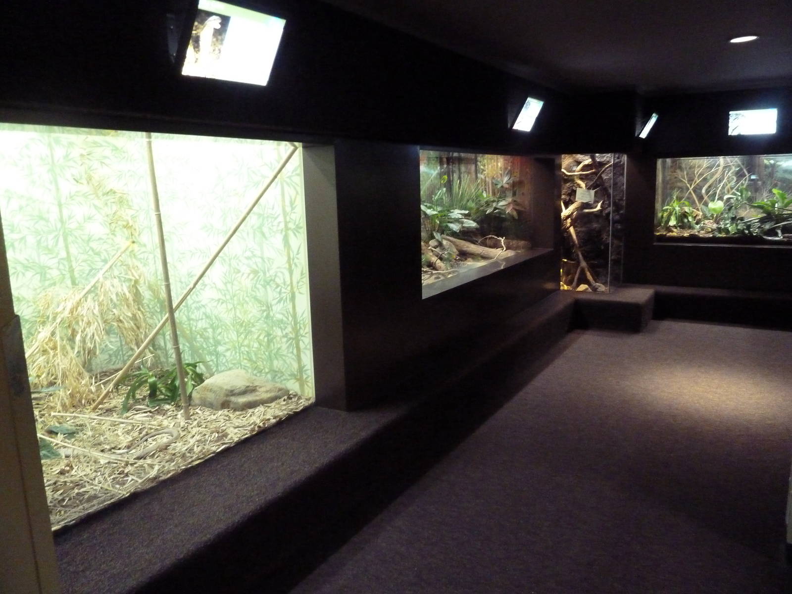 1927 Reptile House - Assorted Terrariums