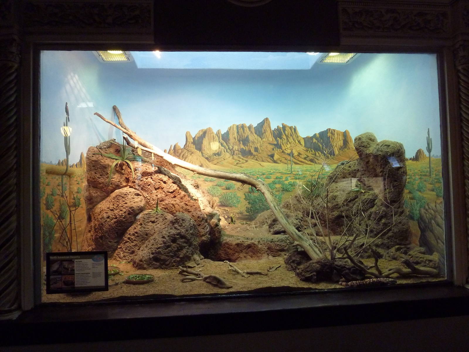 1927 Reptile House - Desert Exhibit (4 Species)