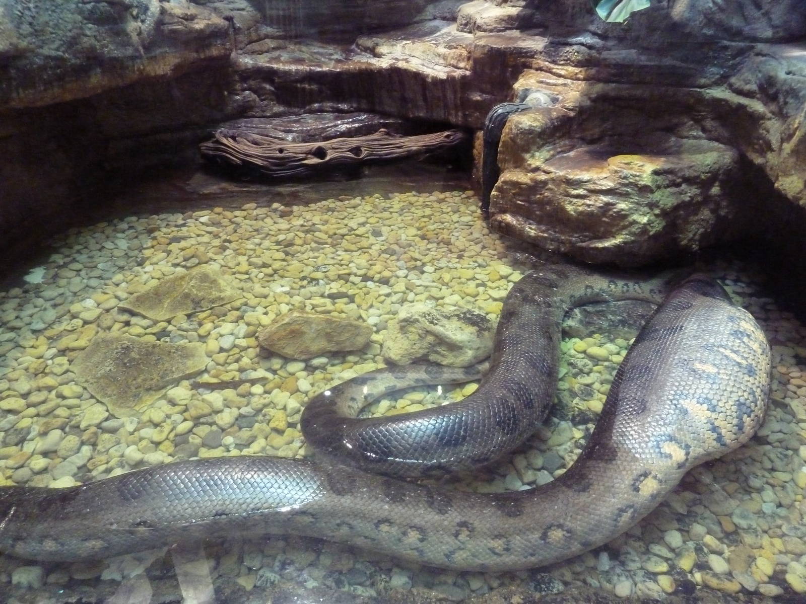 1927 Reptile House - Distended Green Anaconda