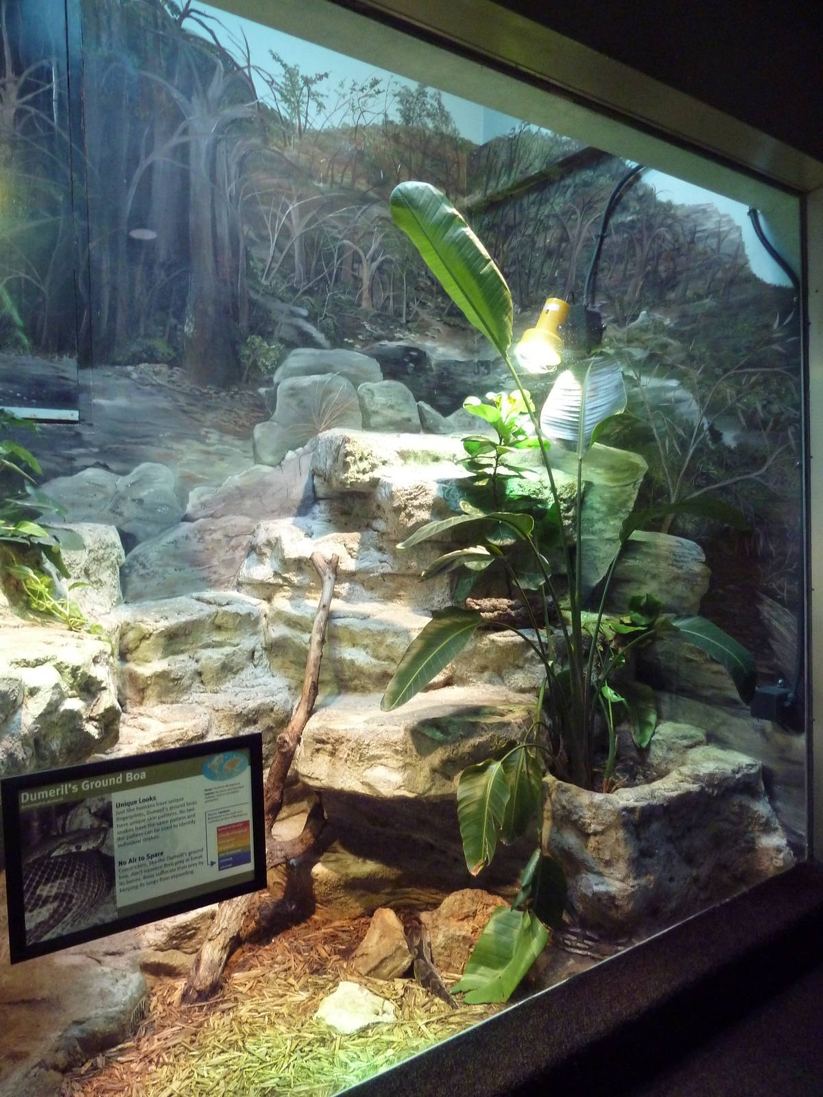 1927 Reptile House - Dumeril's Ground Boa Exhibit