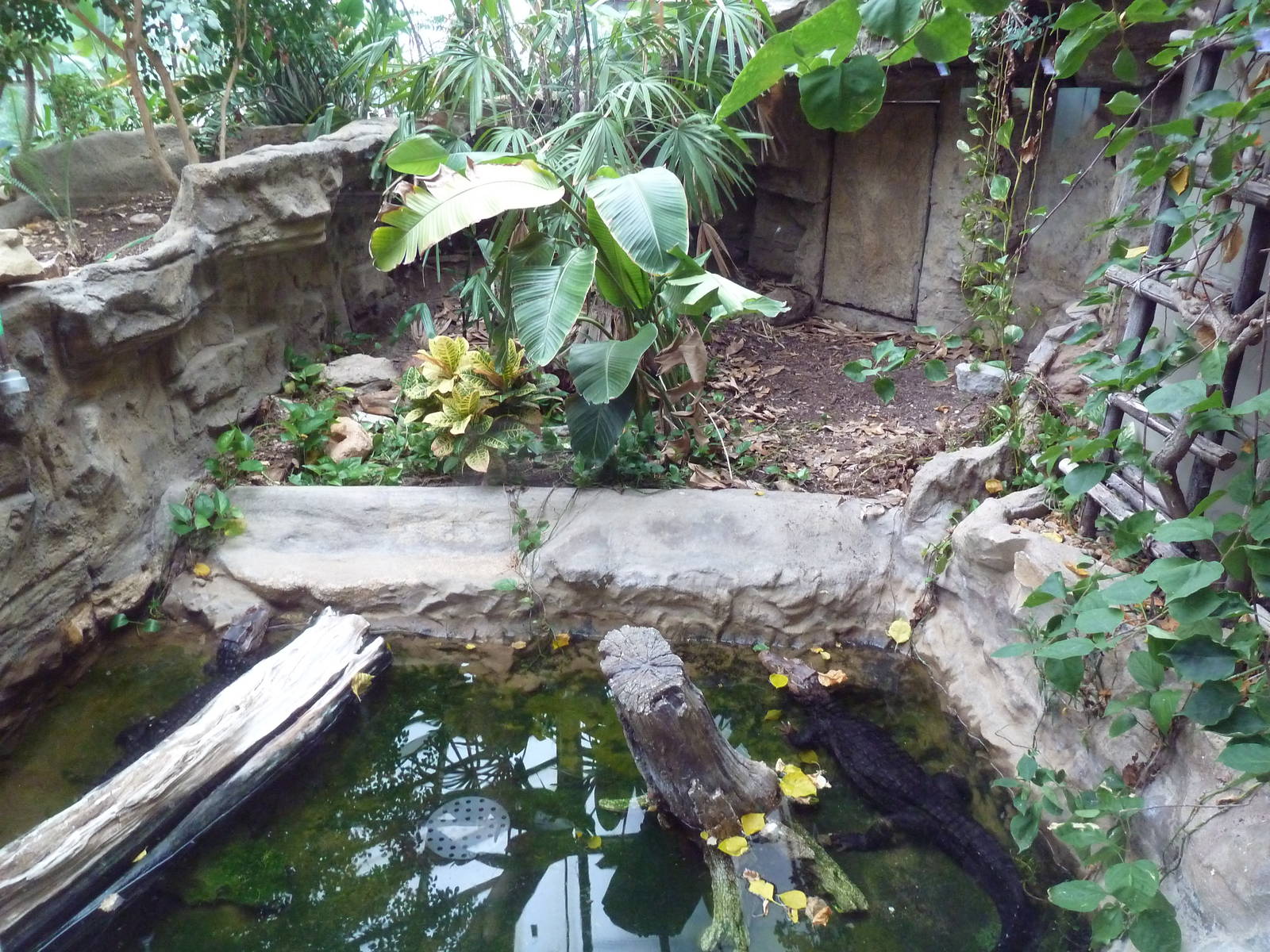 1927 Reptile House - Dwarf Caiman Exhibit