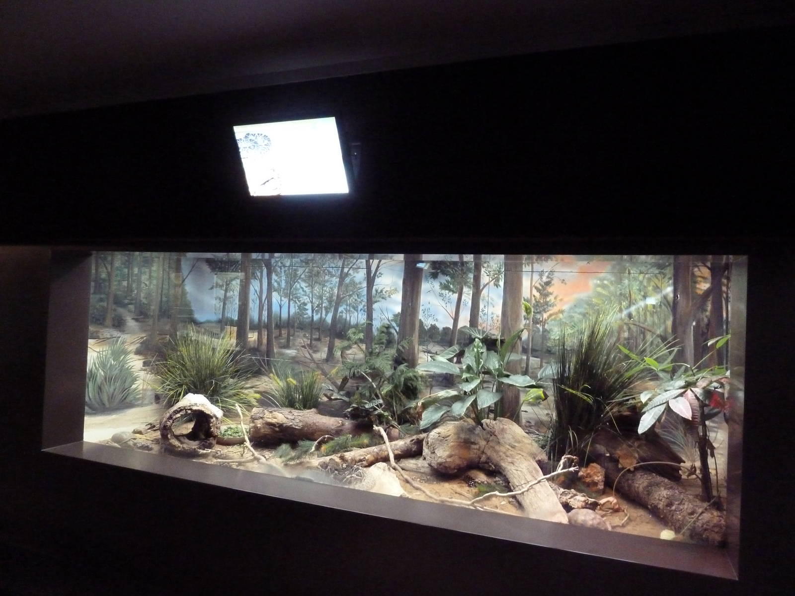 1927 Reptile House - Eastern Diamondback Rattlesnake/Gulf Coast Box Turtle