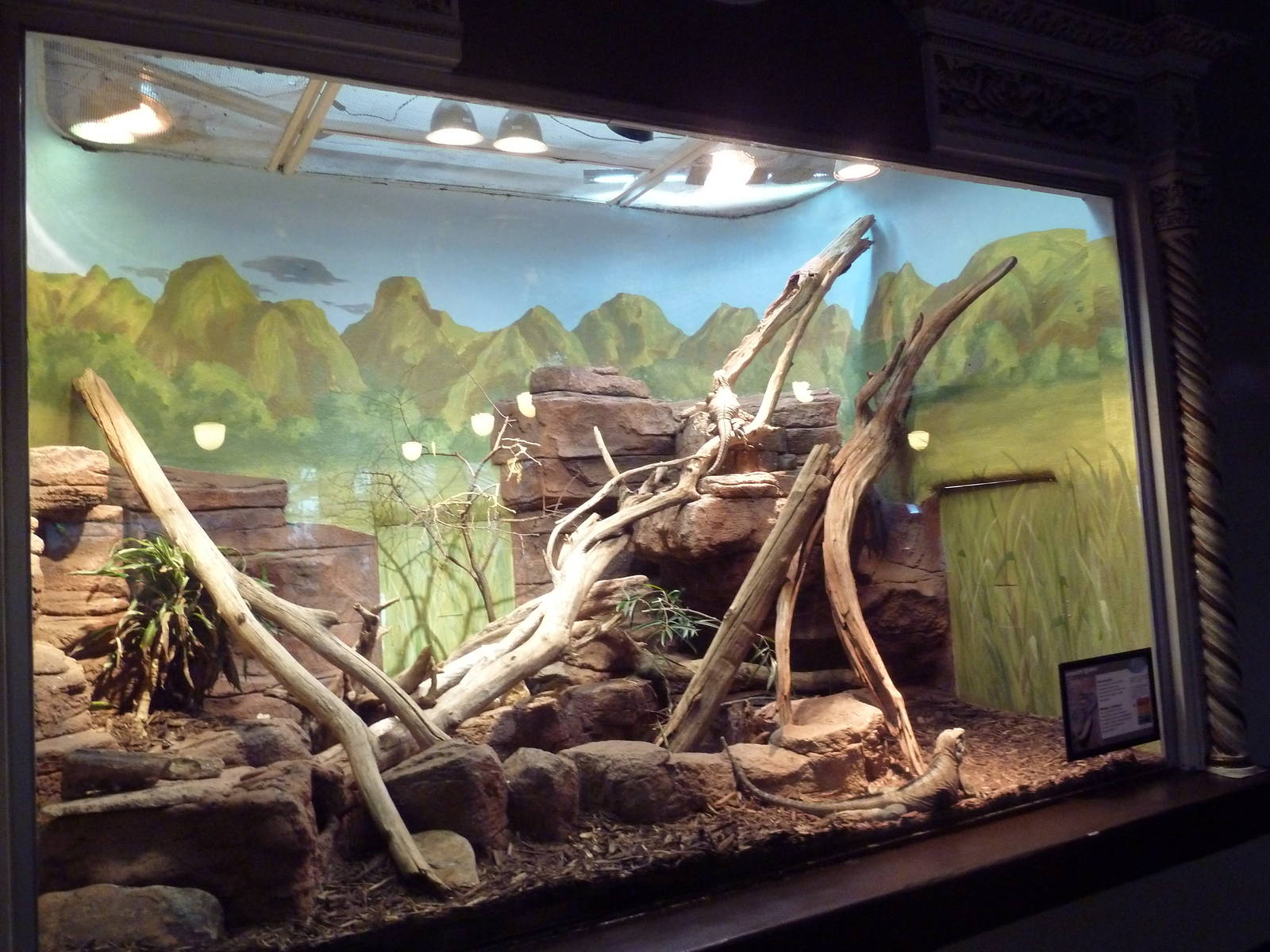 1927 Reptile House - Jamaican Boa Exhibit