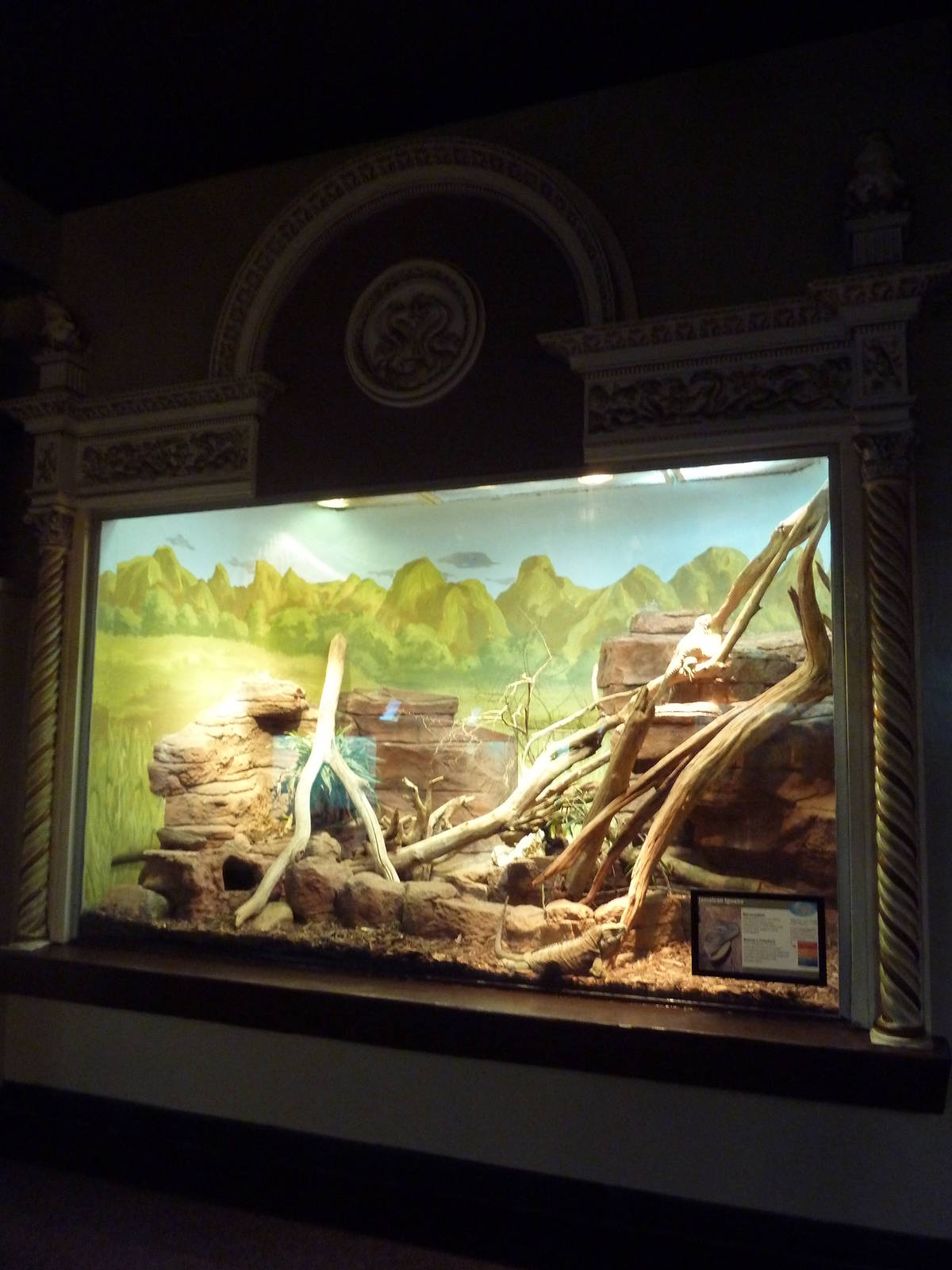 1927 Reptile House - Jamaican Iguana Exhibit