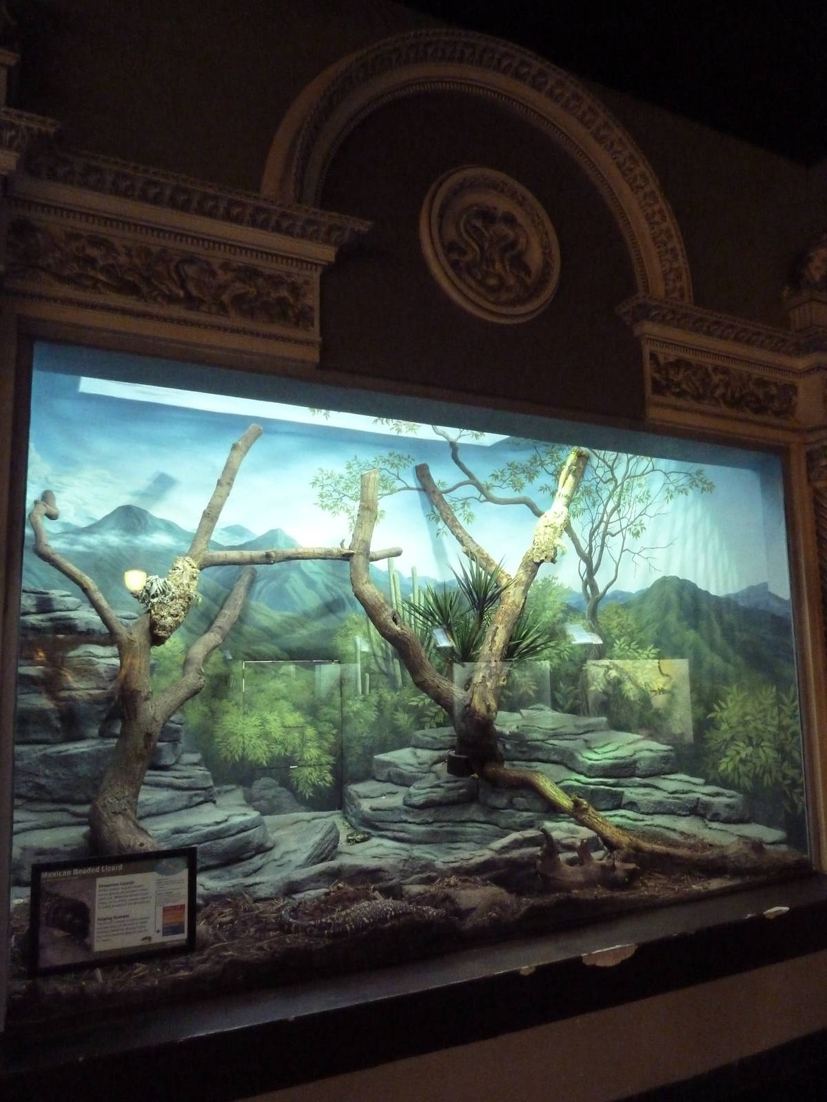 1927 Reptile House - Mexican Beaded Lizard Exhibit