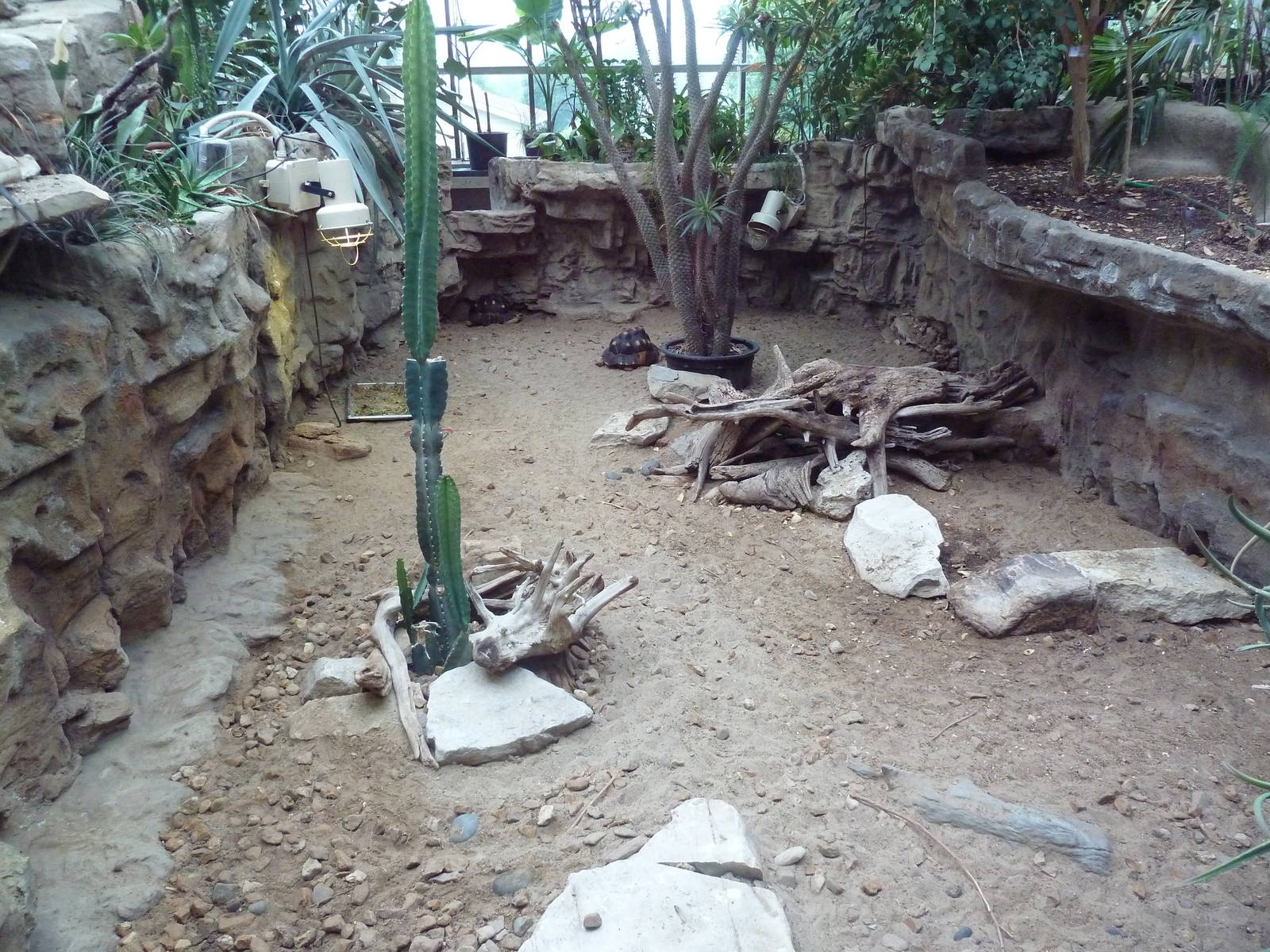 1927 Reptile House - Red-Footed Tortoise Exhibit