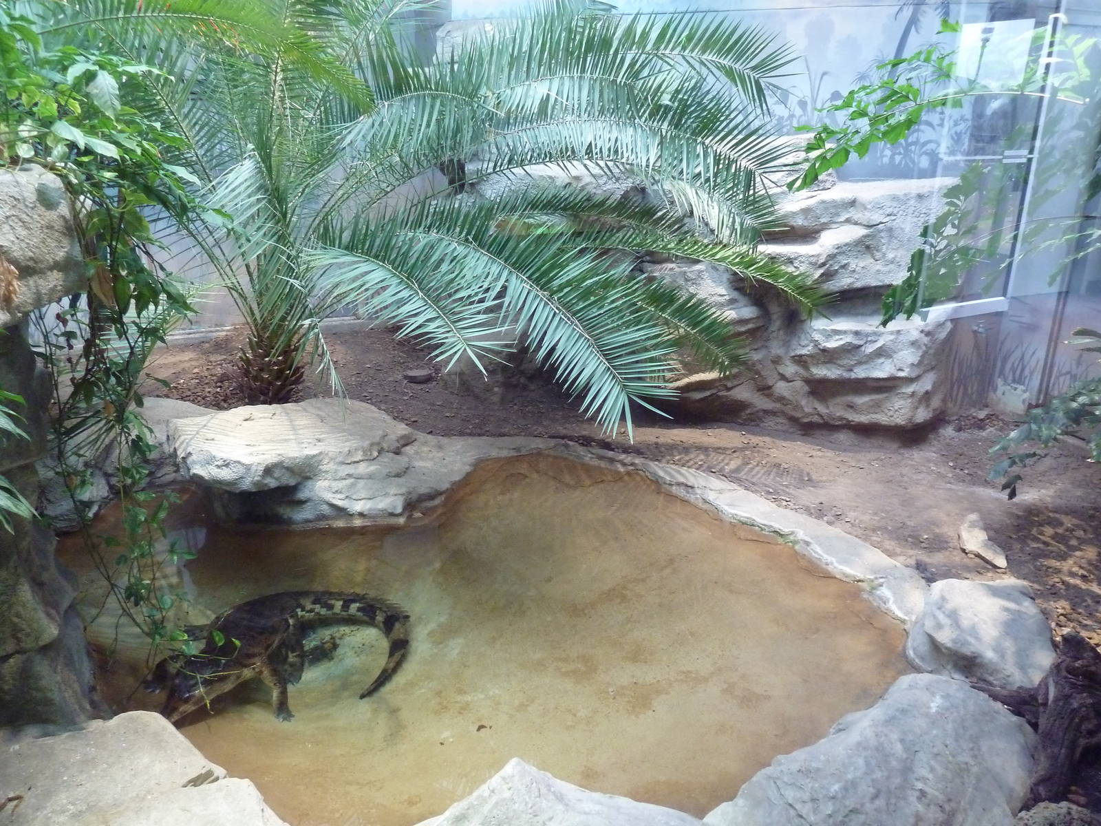 1927 Reptile House - Tomistoma Exhibit