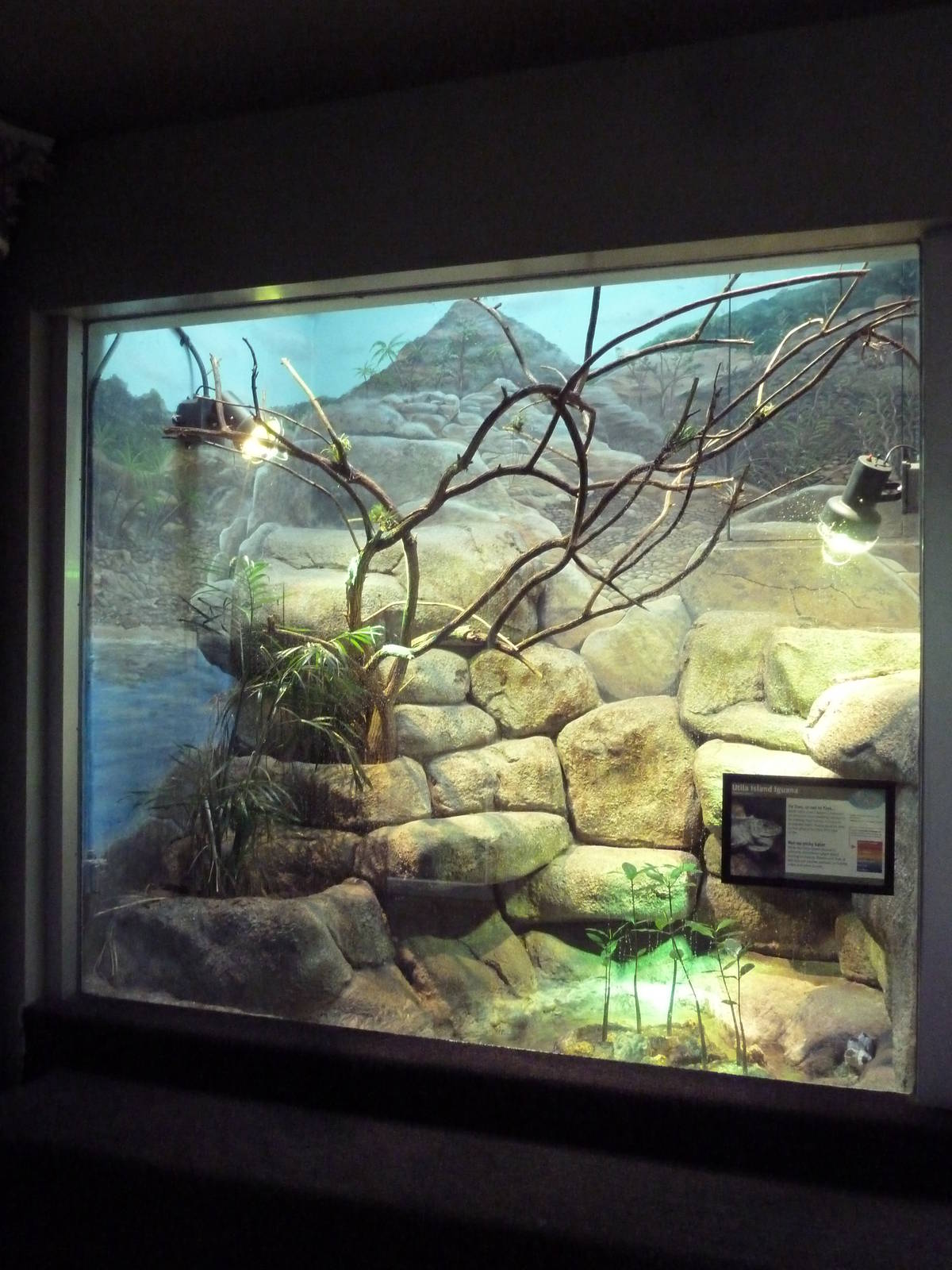 1927 Reptile House - Utila Island Iguana Exhibit