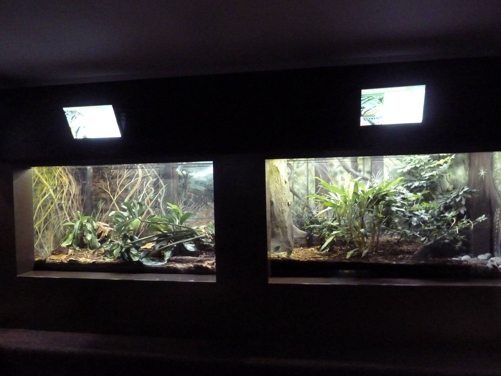 1927 Reptile House - Various Terrariums