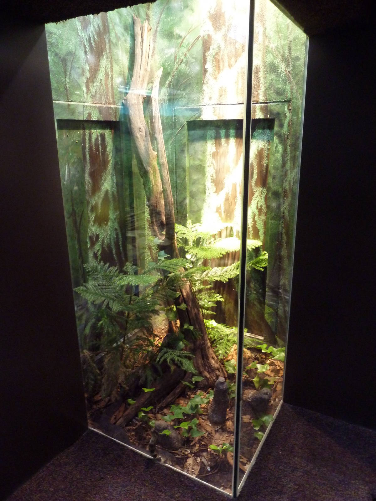 1927 Reptile House - Western Cottonmouth Exhibit
