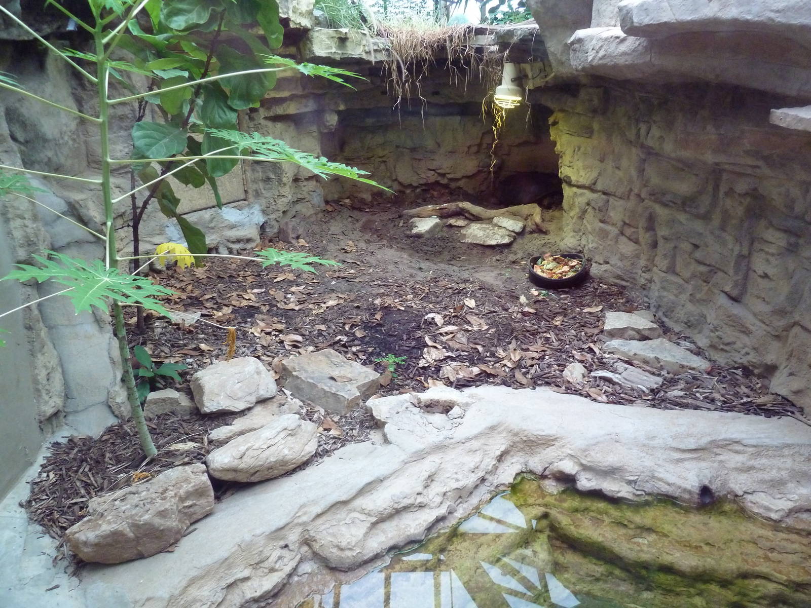 1927 Reptile House - Yellow-Footed Tortoise Exhibit