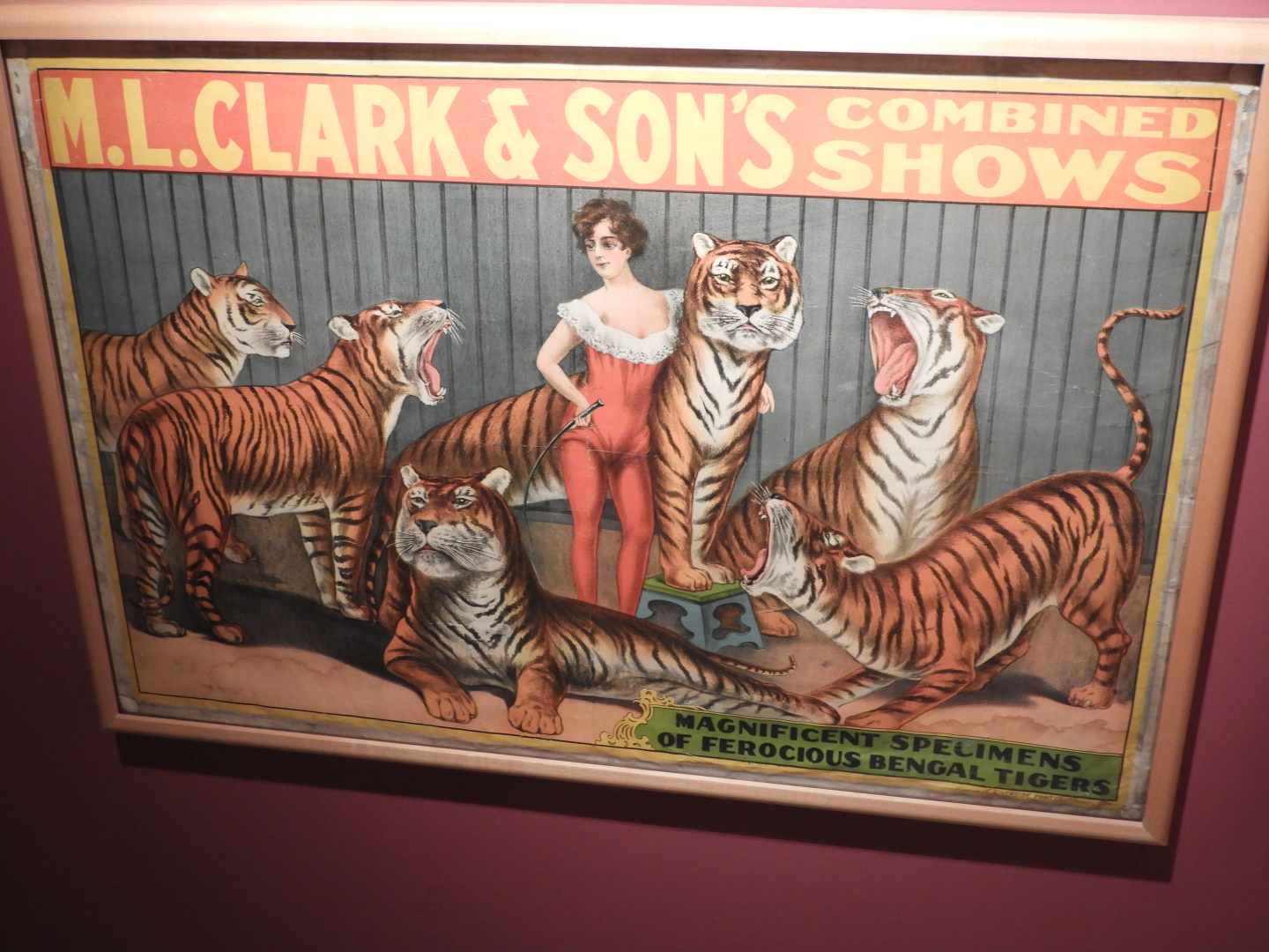 1929 M.L. Clack & Son's Circus Bengal Tiger Poster - Circus World Museum